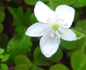 Windflower Or Greek Anemone (Anemone Blanda) — and pink.<br><br>Flourishing in USDA hardiness zones 5 through 8; this perennial is renowned for its, image 98