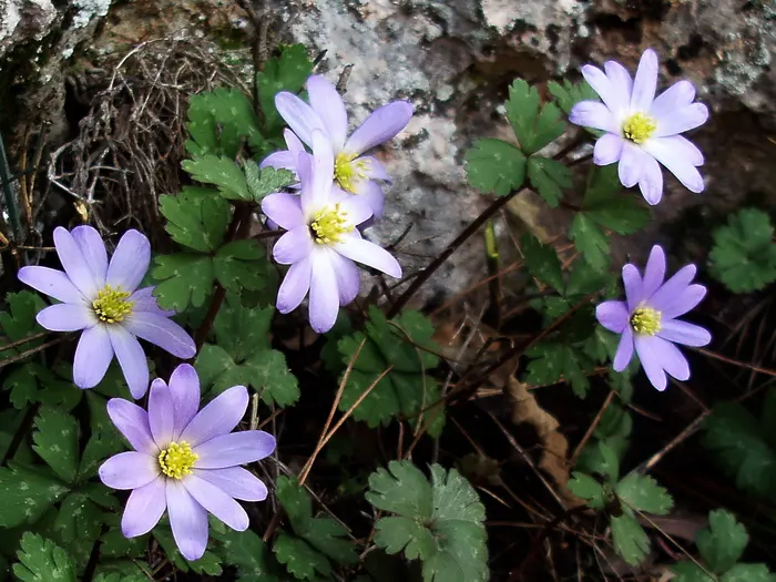 Windflower Or Greek Anemone (Anemone Blanda) — it creates a lush carpet in spring; windflowers complement spring-blooming bulbs like tulips and daffodils