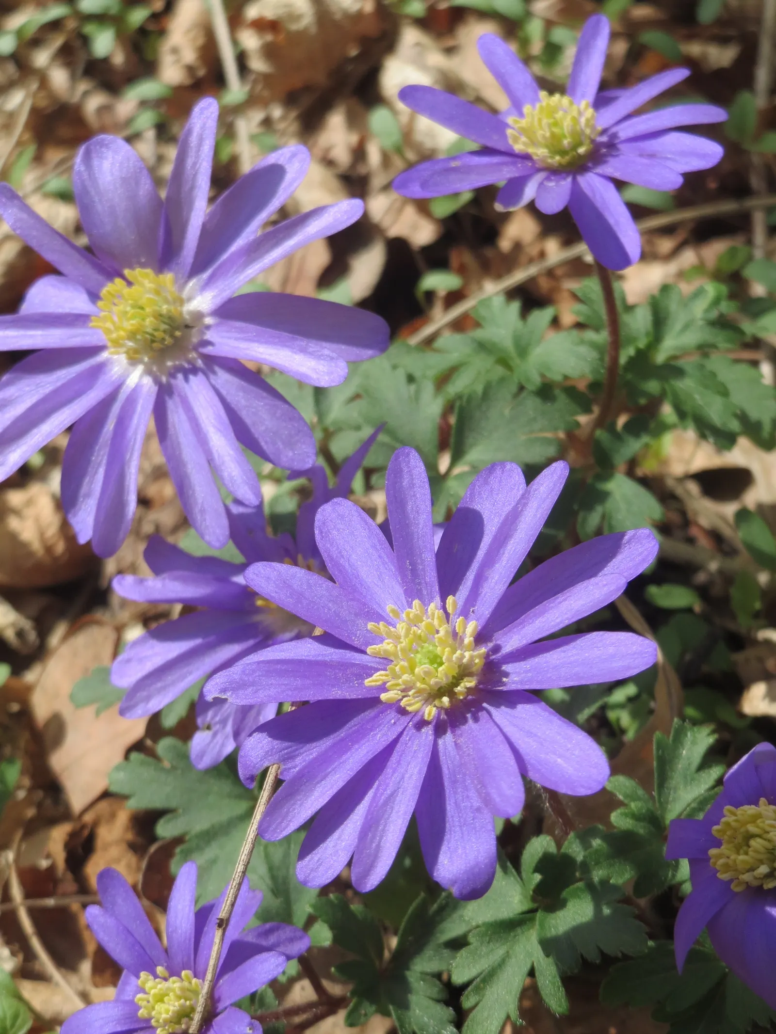 Windflower Or Greek Anemone (Anemone Blanda) — purple flowers in the garden