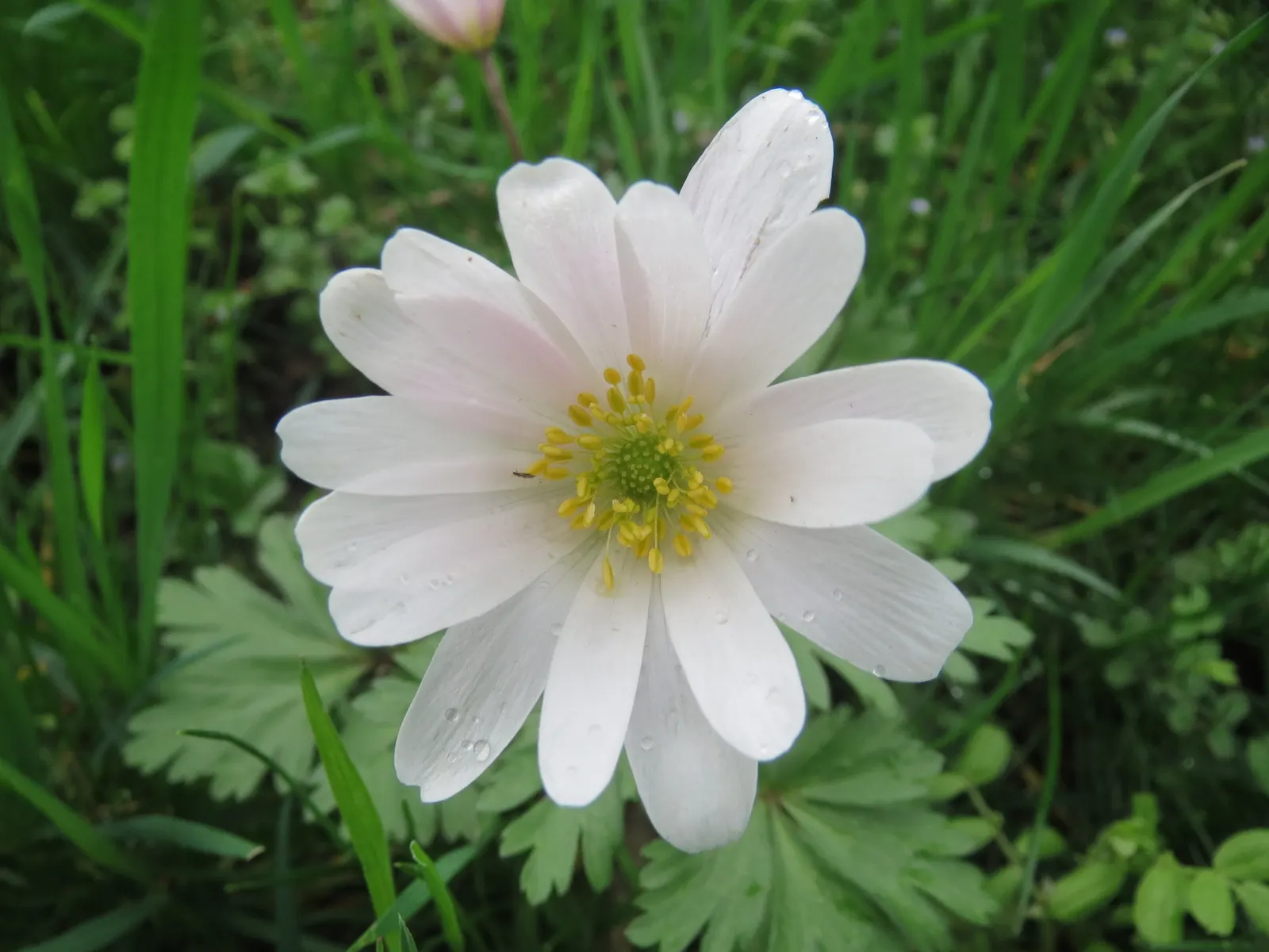 Windflower Or Greek Anemone (Anemone Blanda) — the Windflower thrives in well-drained soil; from full sun to partial shade, image 99