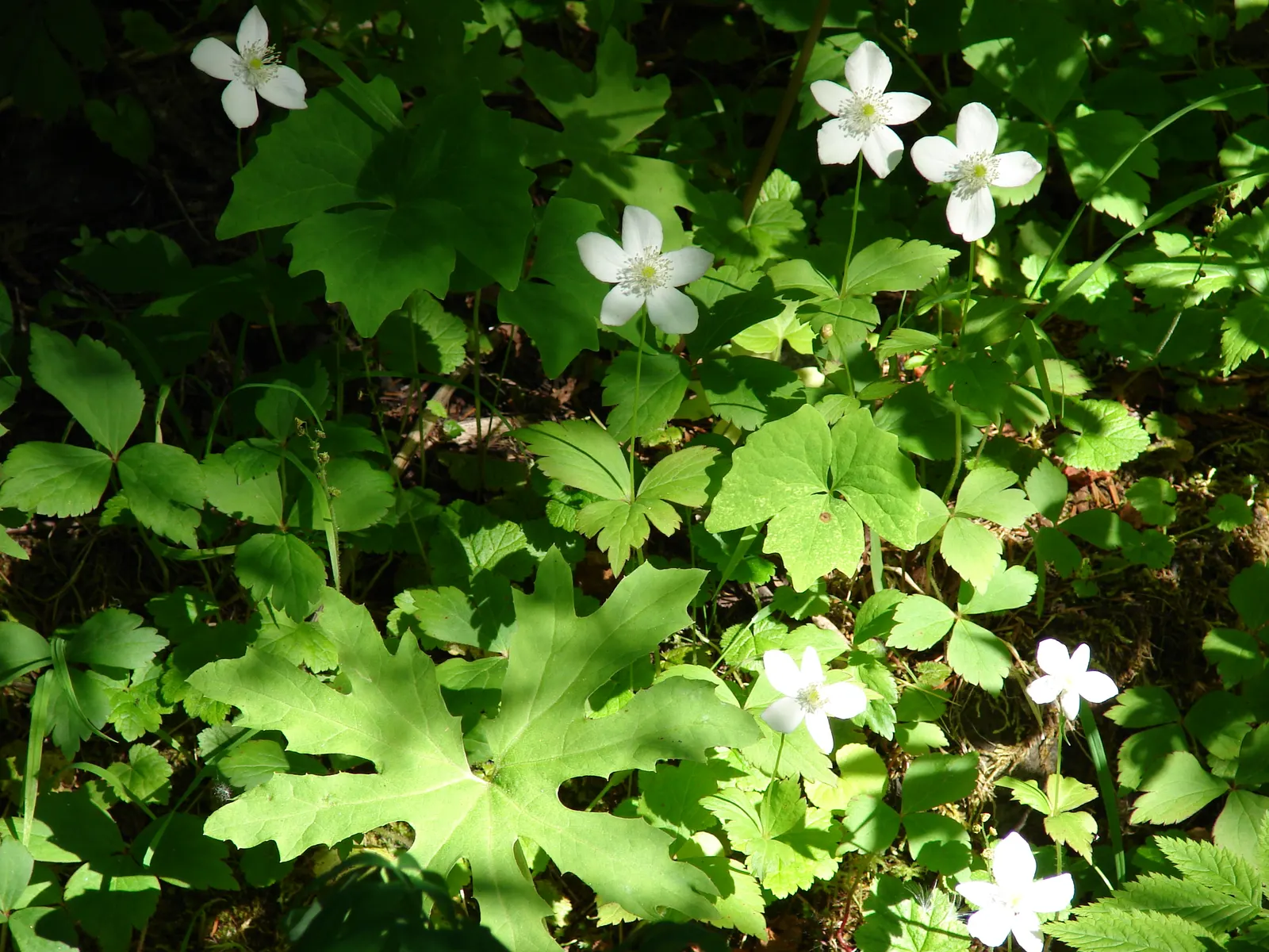 Windflower Or Greek Anemone (Anemone Blanda) — Ideal for rock gardens or as an underplanting; it creates a lush carpet in spring, image 117
