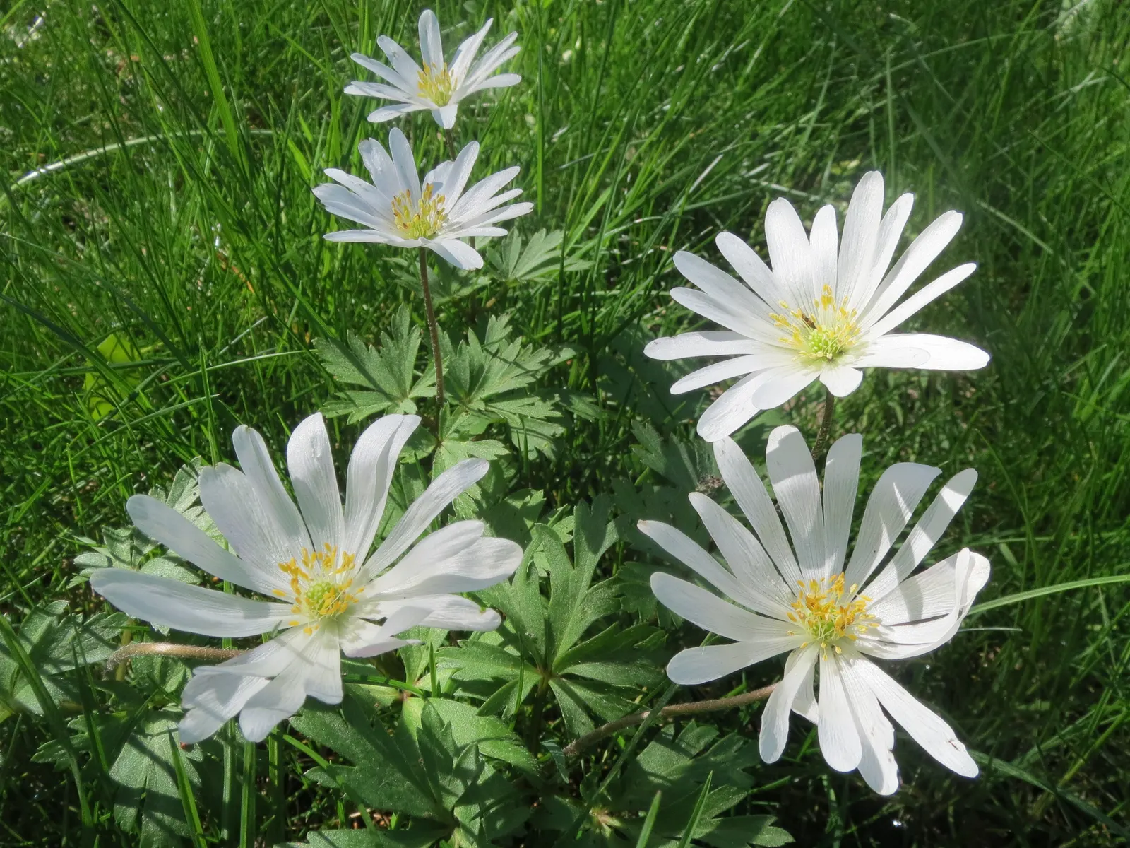 Windflower Or Greek Anemone (Anemone Blanda) — perennial for full or half or shade; windflowers complement spring-blooming bulbs like tulips and daffodils