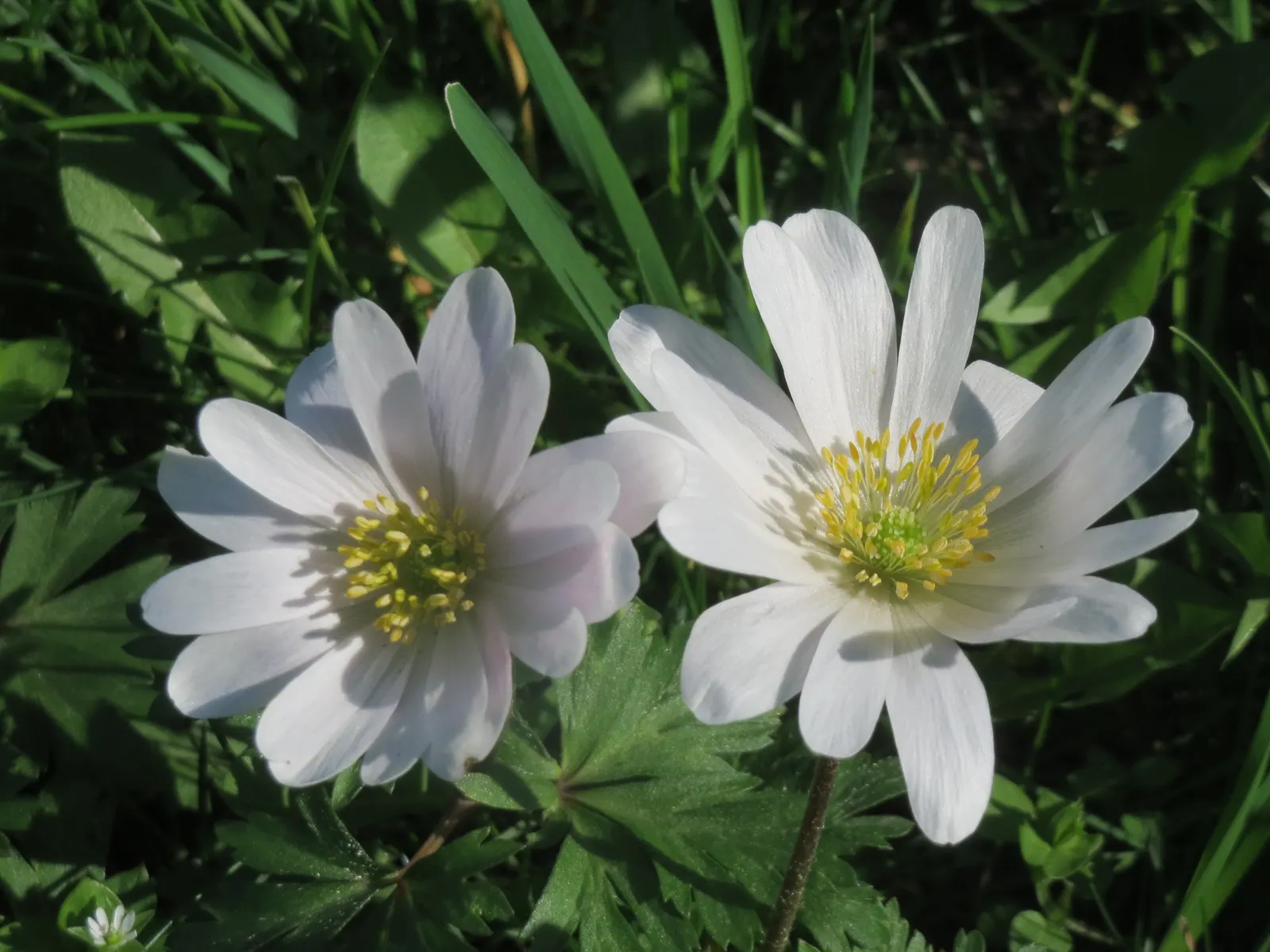 Windflower Or Greek Anemone (Anemone Blanda) — the Anemone blanda creates an enchanting ground cover that's excellent for borders