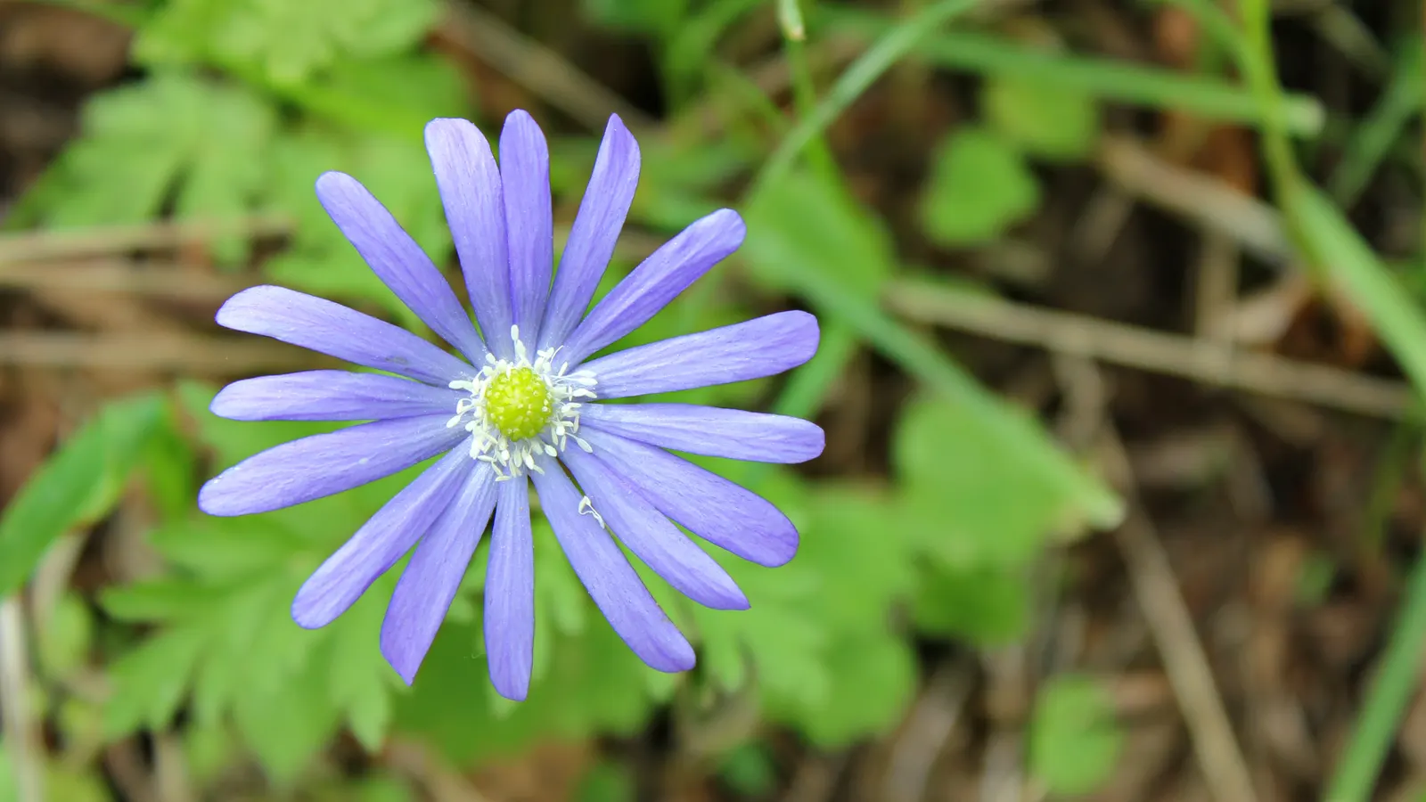 Windflower Or Greek Anemone (Anemone Blanda) — It prefers a mix of light conditions; it creates a lush carpet in spring, image 73