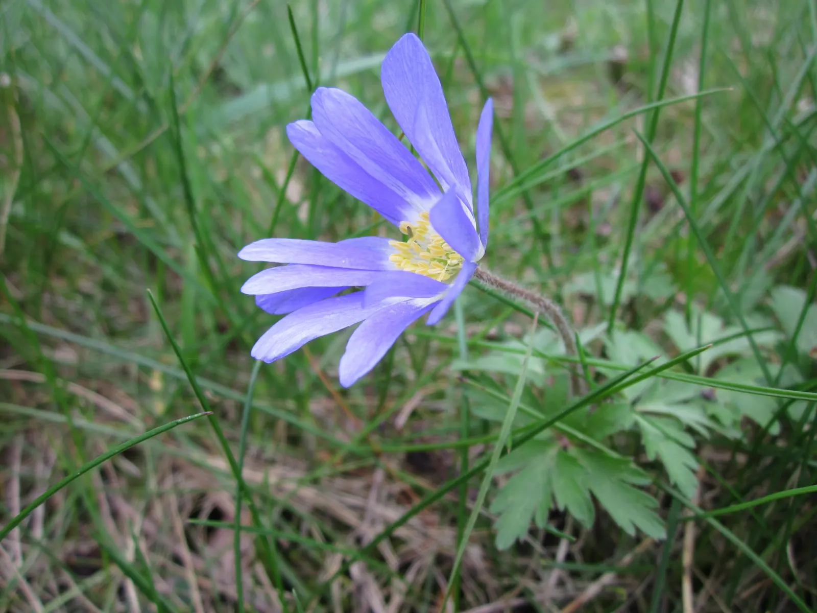 Windflower Or Greek Anemone (Anemone Blanda) — It flourishes in full to partial sun within USDA zones 5-8, preferring well-draining soil