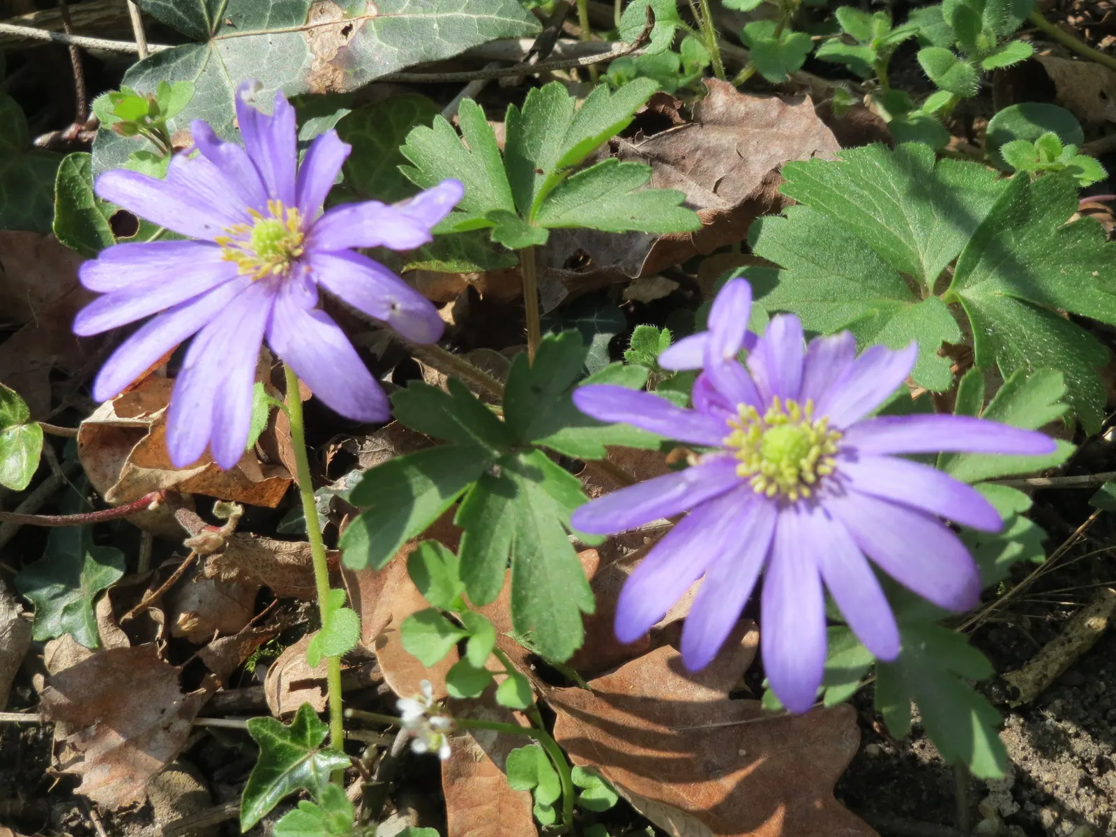 Windflower Or Greek Anemone (Anemone Blanda) — is a charming addition to any landscape design; it creates a lush carpet in spring