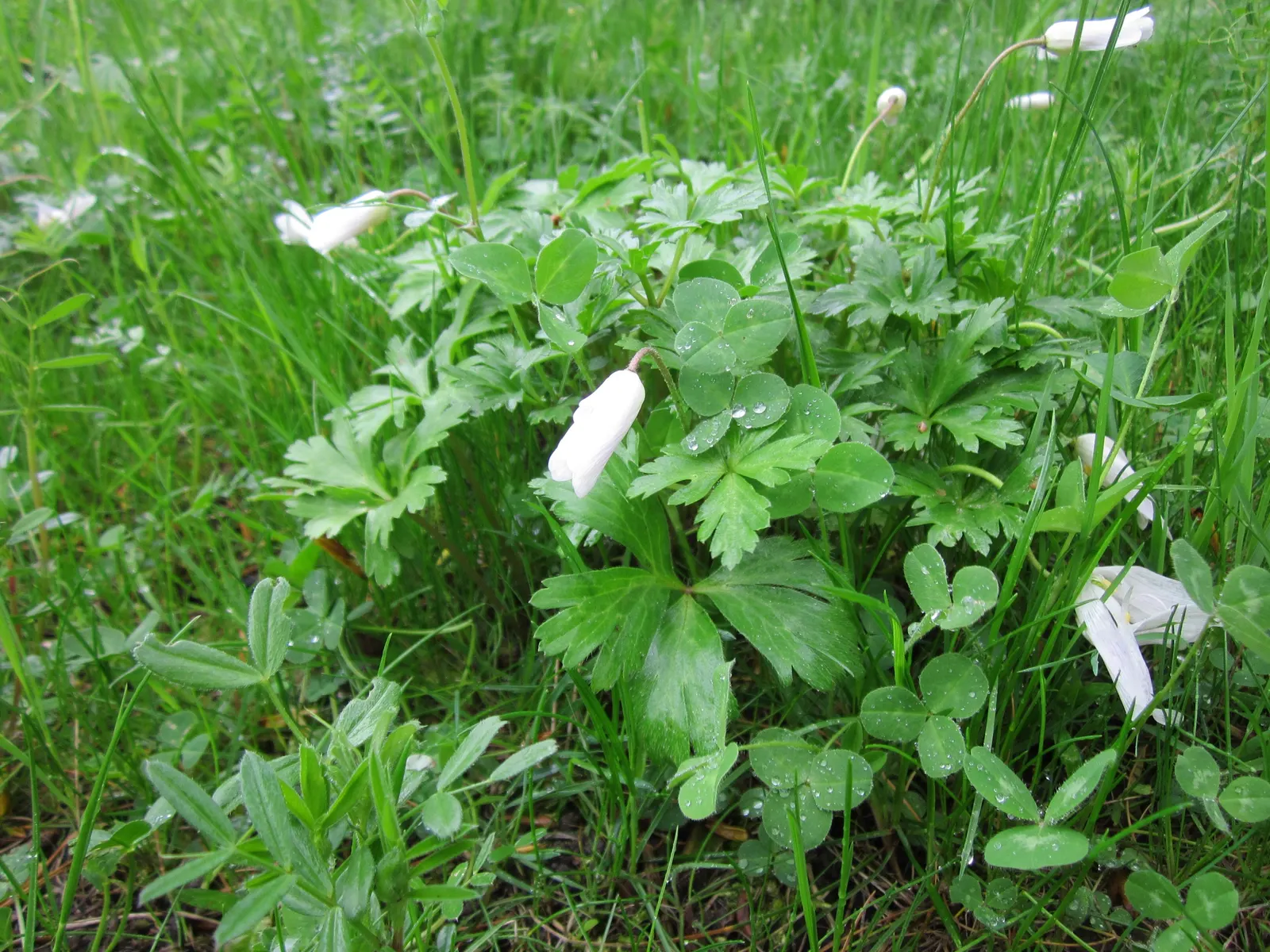 Windflower Or Greek Anemone (Anemone Blanda) — or naturalizing wooded areas