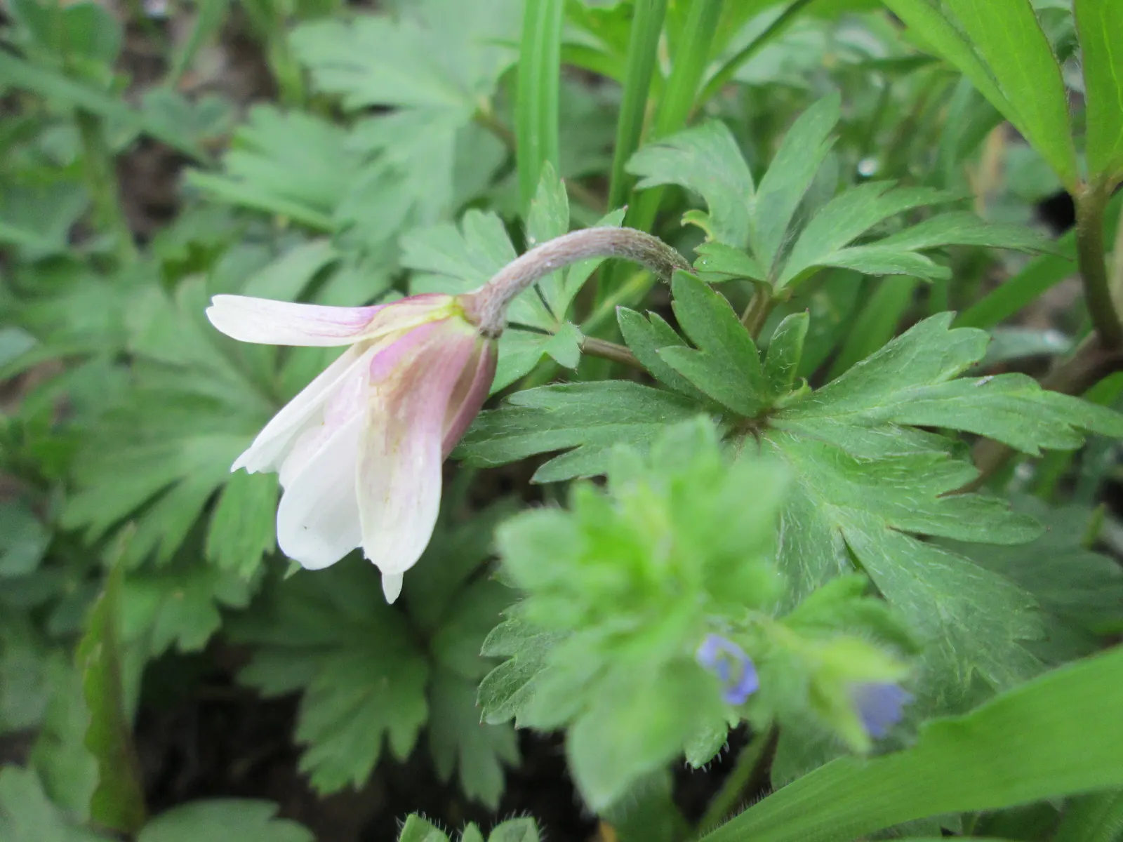 Windflower Or Greek Anemone (Anemone Blanda) — It flourishes in full to partial sun within USDA zones 5-8, preferring well-draining soil; this, image 114