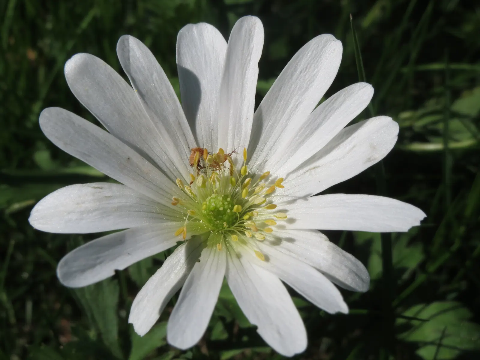 Windflower Or Greek Anemone (Anemone Blanda) — it naturalizes beautifully; this perennial is renowned for its daisy-like flowers, image 62