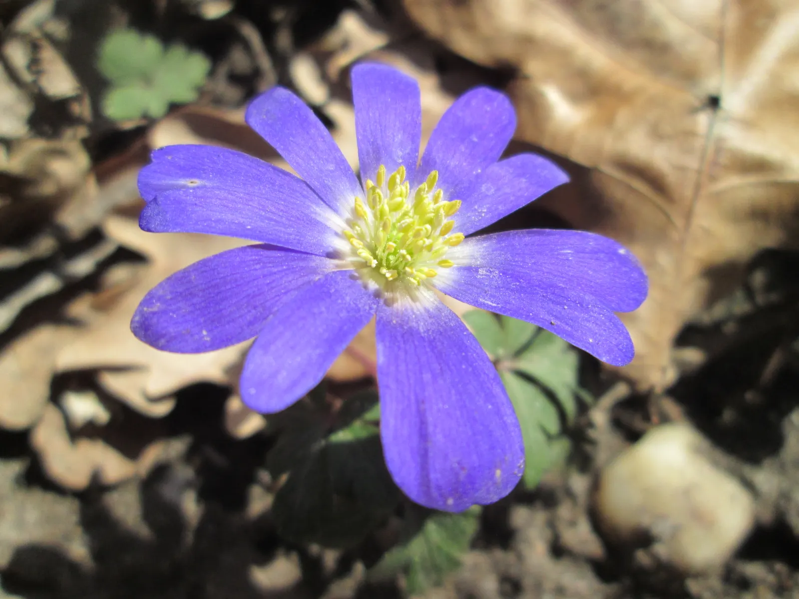 Windflower Or Greek Anemone (Anemone Blanda) — offering a gentle splash of color in early spring; this perennial is renowned for its daisy-like, image 94