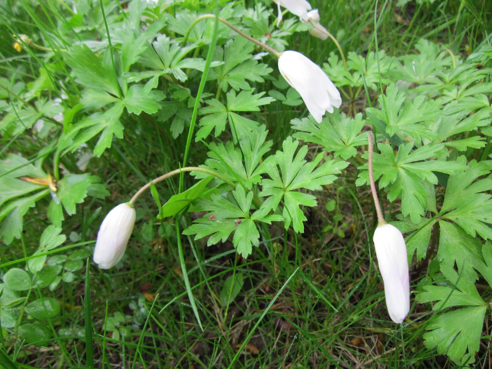 Windflower Or Greek Anemone (Anemone Blanda) — in areas with hotter climates; windflowers complement spring-blooming bulbs like tulips and daffodils, image 76