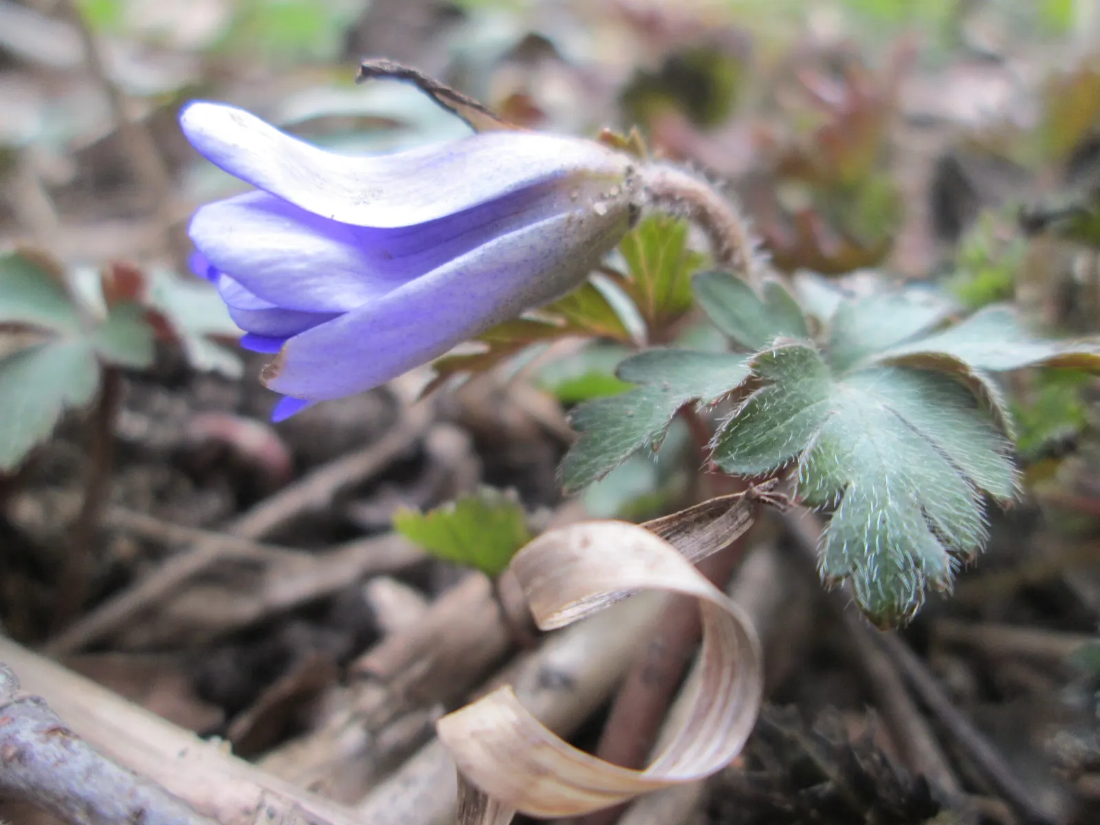 Windflower Or Greek Anemone (Anemone Blanda) — commonly referred to as the Windflower or Greek Anemone; windflowers complement spring-blooming, image 120