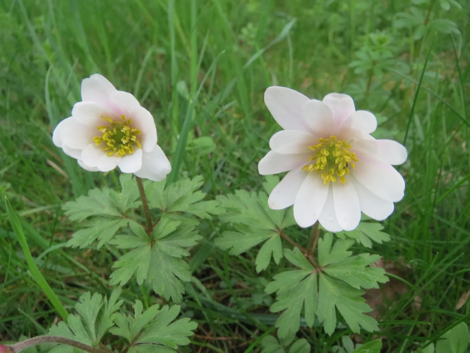 Windflower Or Greek Anemone (Anemone Blanda) — This perennial is renowned for its daisy-like flowers; from full sun to partial shade, image 95