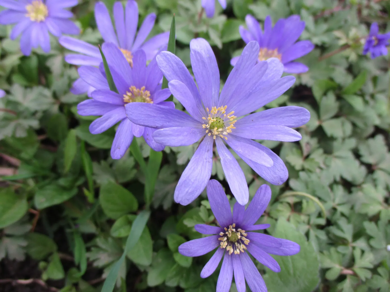 Windflower Or Greek Anemone (Anemone Blanda) — perennial with purple blooms; from full sun to partial shade
