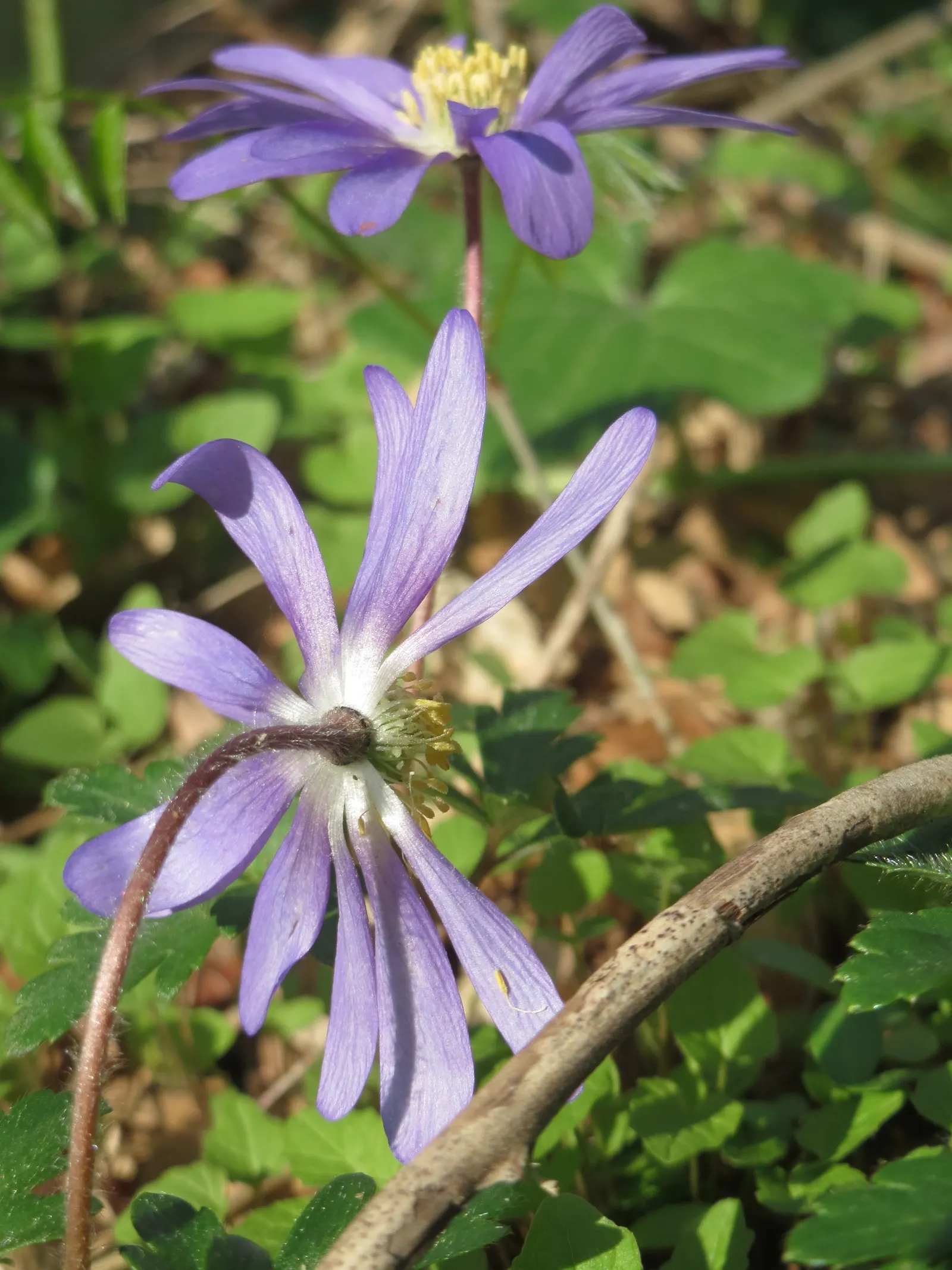 Windflower Or Greek Anemone (Anemone Blanda) — which makes it versatile for various garden spots; from full sun to partial shade, image 103