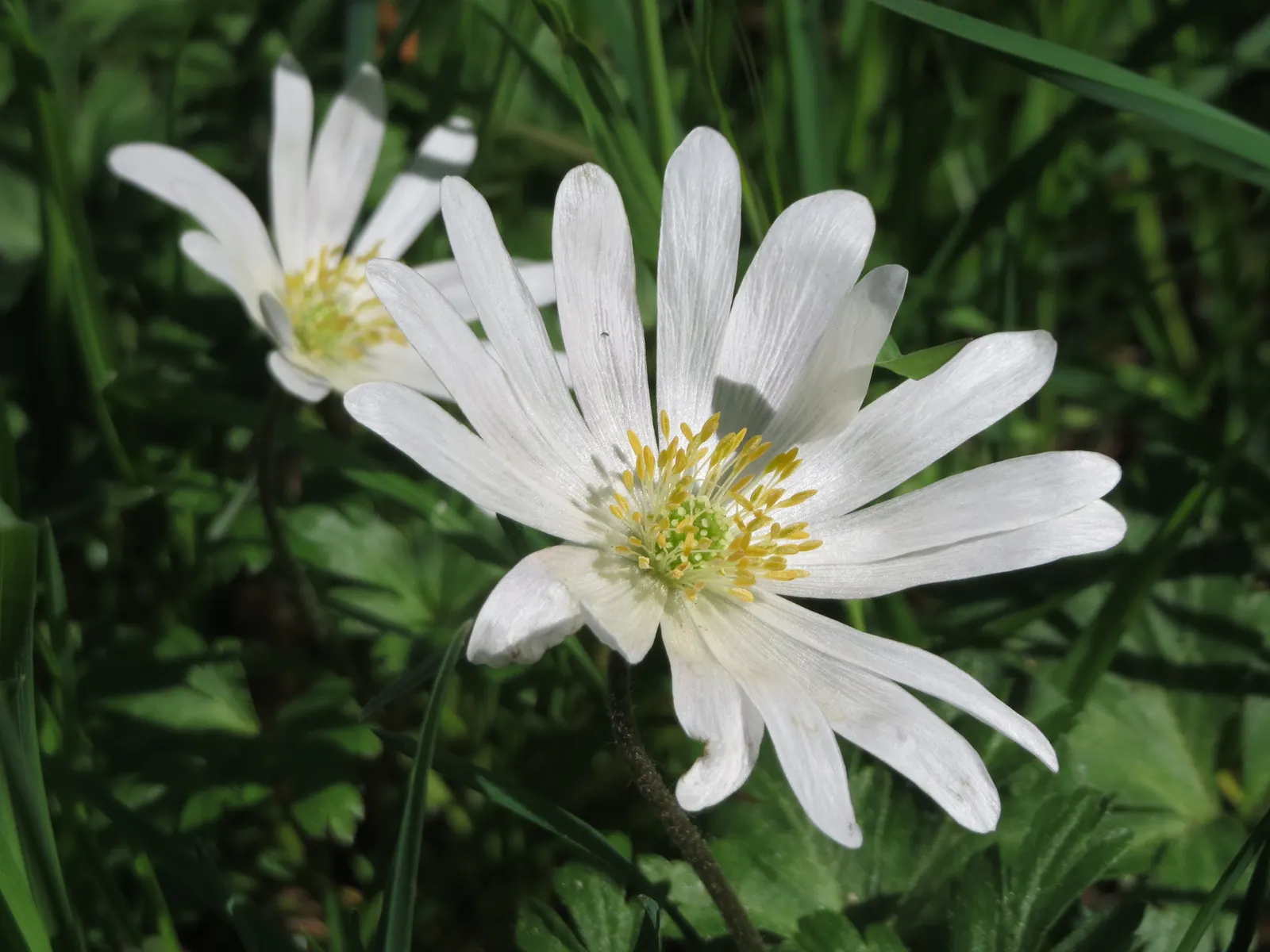 Windflower Or Greek Anemone (Anemone Blanda) — Windflowers complement spring-blooming bulbs like tulips and daffodils; it creates a lush carpet in, image 109