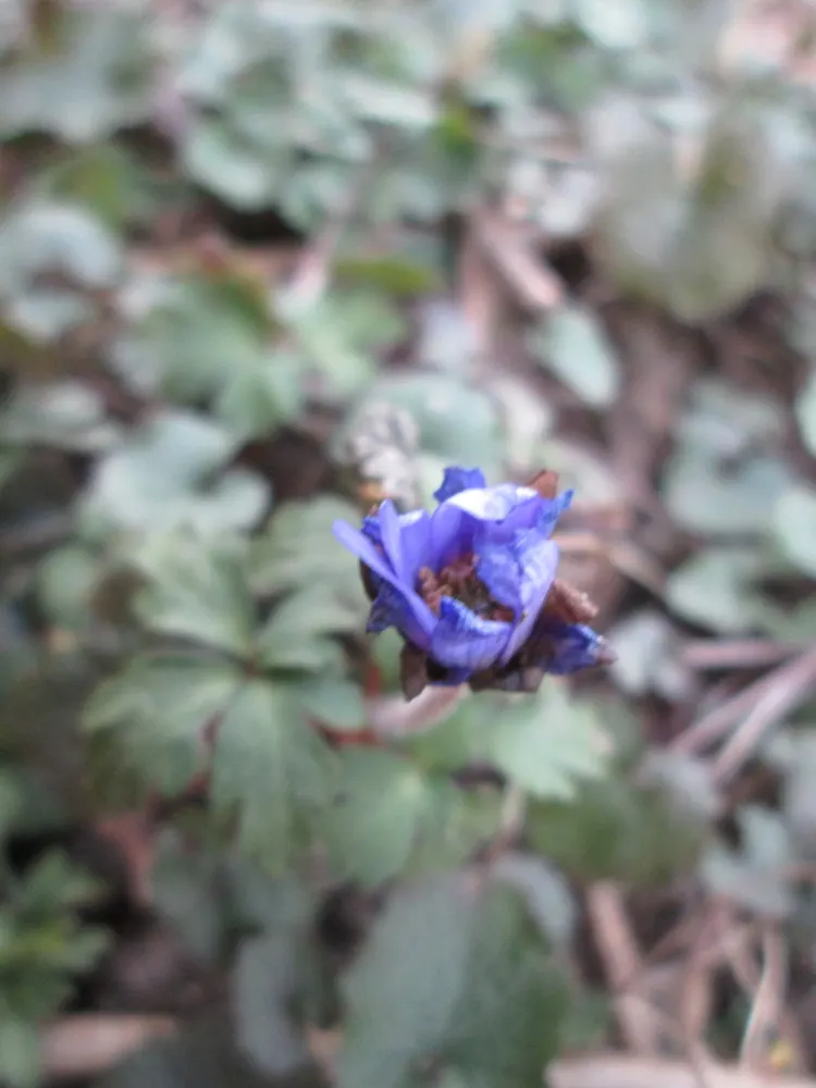 Windflower Or Greek Anemone (Anemone Blanda) — from full sun to partial shade; this perennial is renowned for its daisy-like flowers, image 102