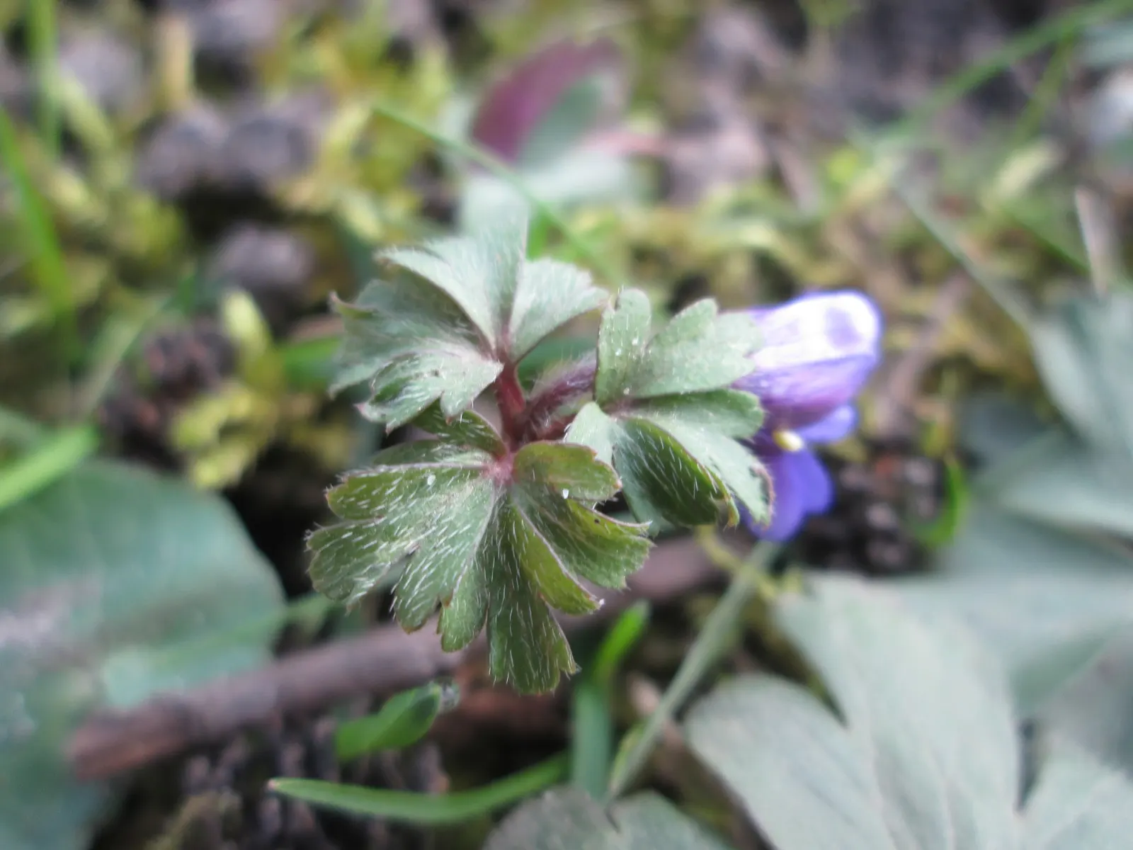Windflower Or Greek Anemone (Anemone Blanda) — the Anemone blanda creates an enchanting ground cover that's excellent for borders; it creates a lush carpet in