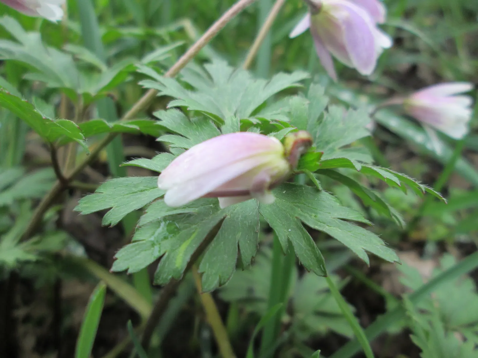 Windflower Or Greek Anemone (Anemone Blanda) — Anemone blanda, the Windflower or Grecian Anemone, is a charming perennial reaching 4-6 inches in, image 113