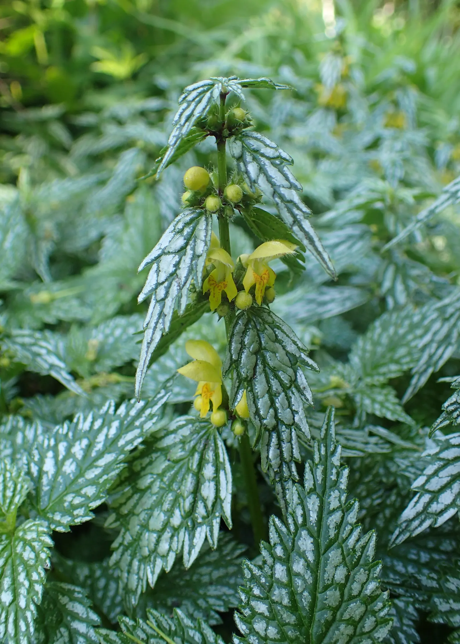 Silver Archangel (Lamiastrum 'Hermans Pride') — Silver Archangel 'Herman's Pride' (Lamiastrum galeobdolon) is a striking shade-loving perennial