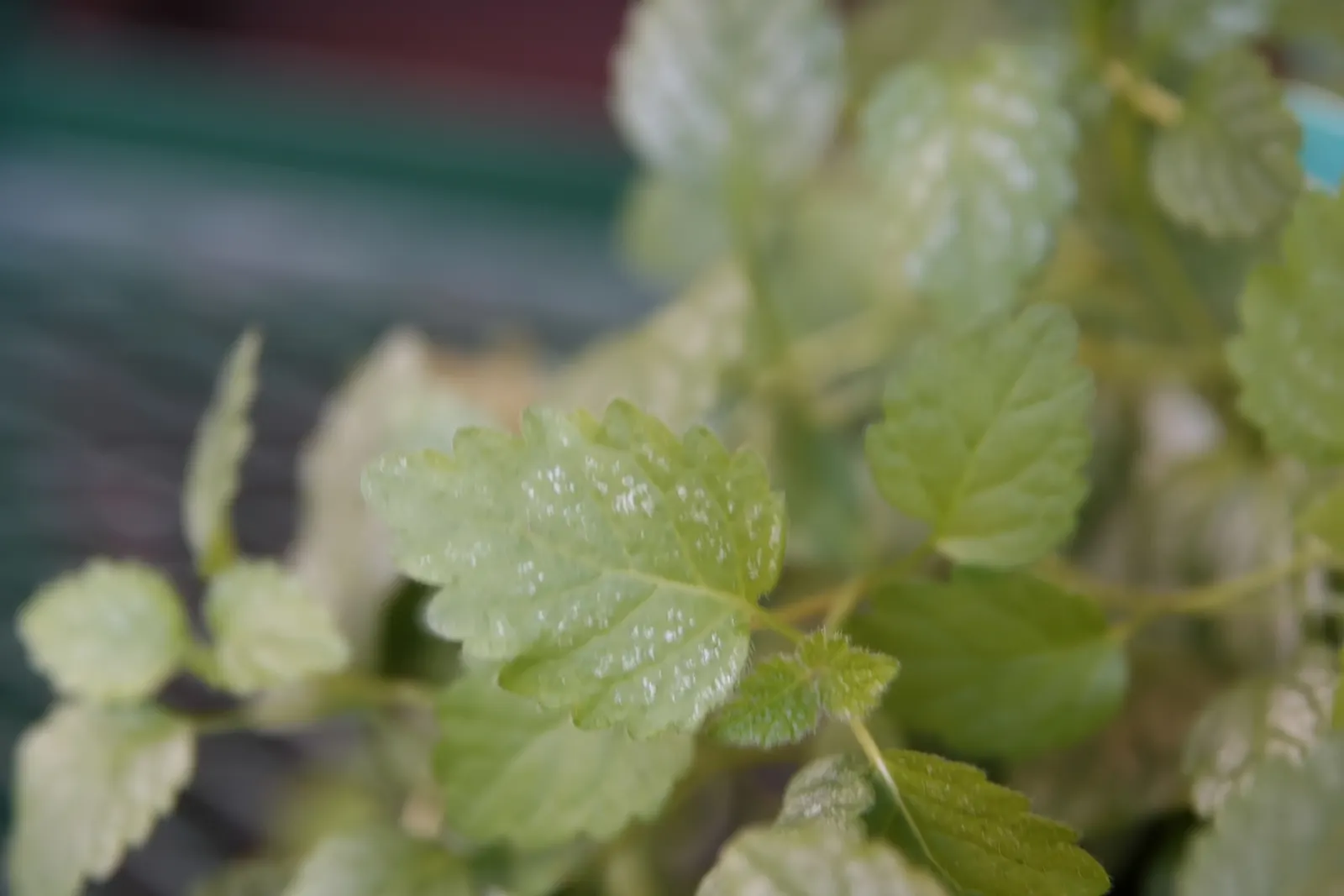 Silver Archangel (Lamiastrum 'Hermans Pride') — dark green foliage with a serrated edge