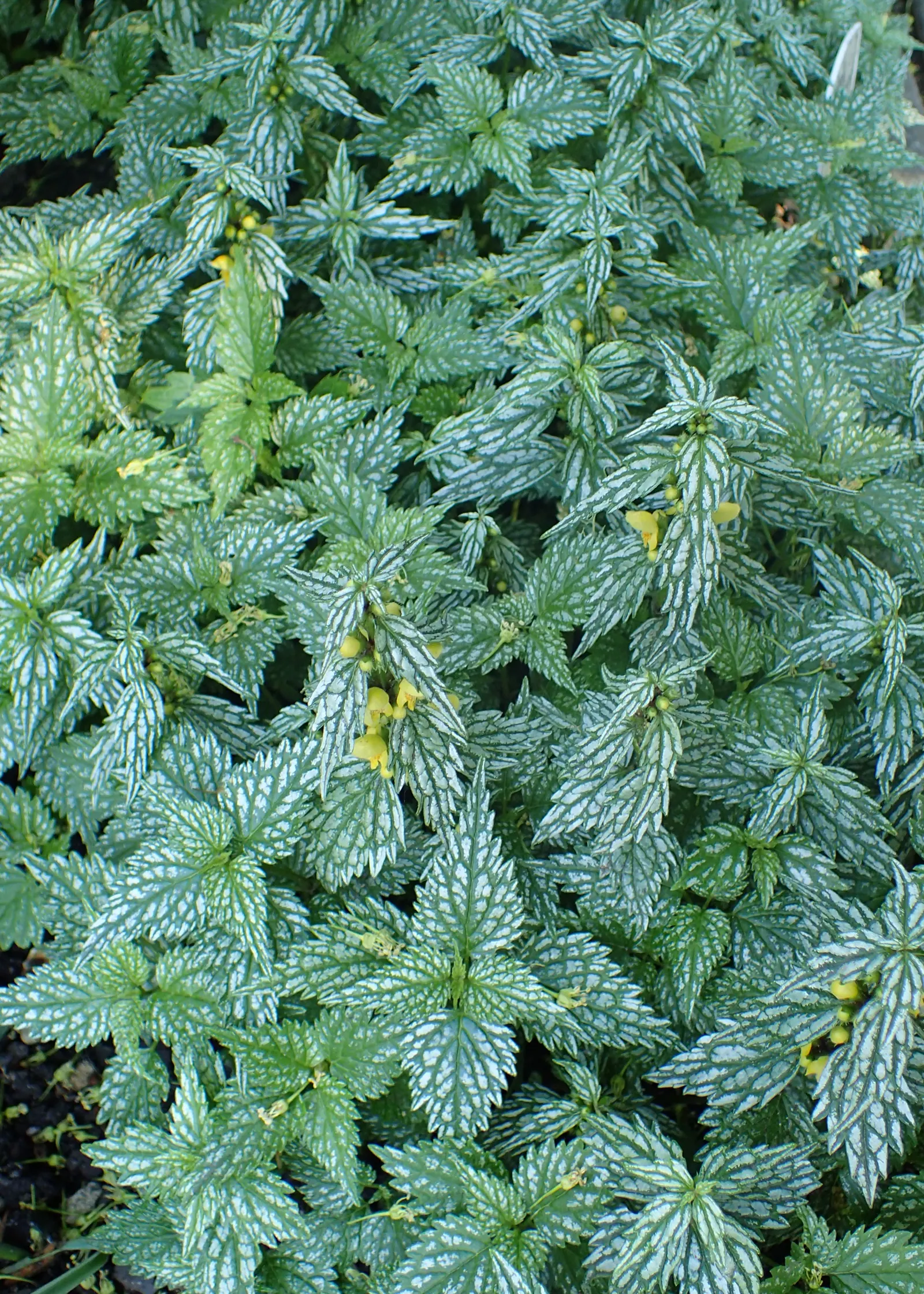 Silver Archangel (Lamiastrum 'Hermans Pride') — featuring vibrant silver-flecked