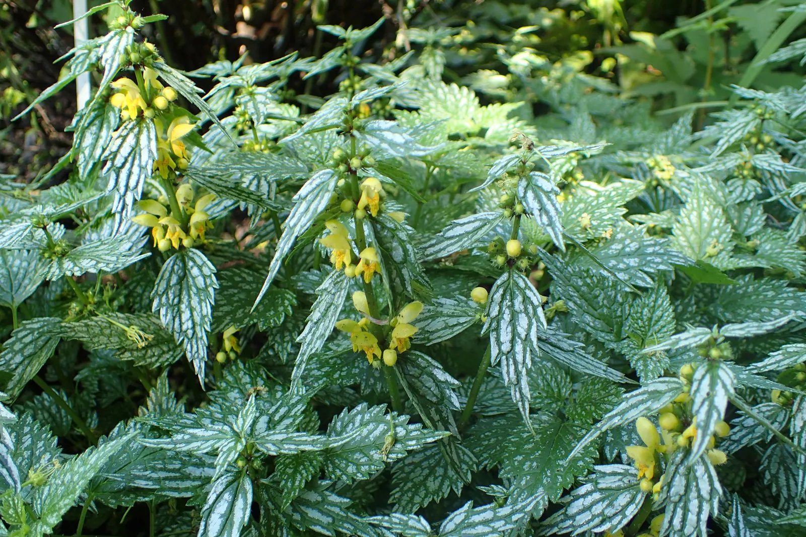 Silver Archangel (Lamiastrum 'Hermans Pride') — It thrives in USDA zones 4 to 8 and prefers well-drained soil