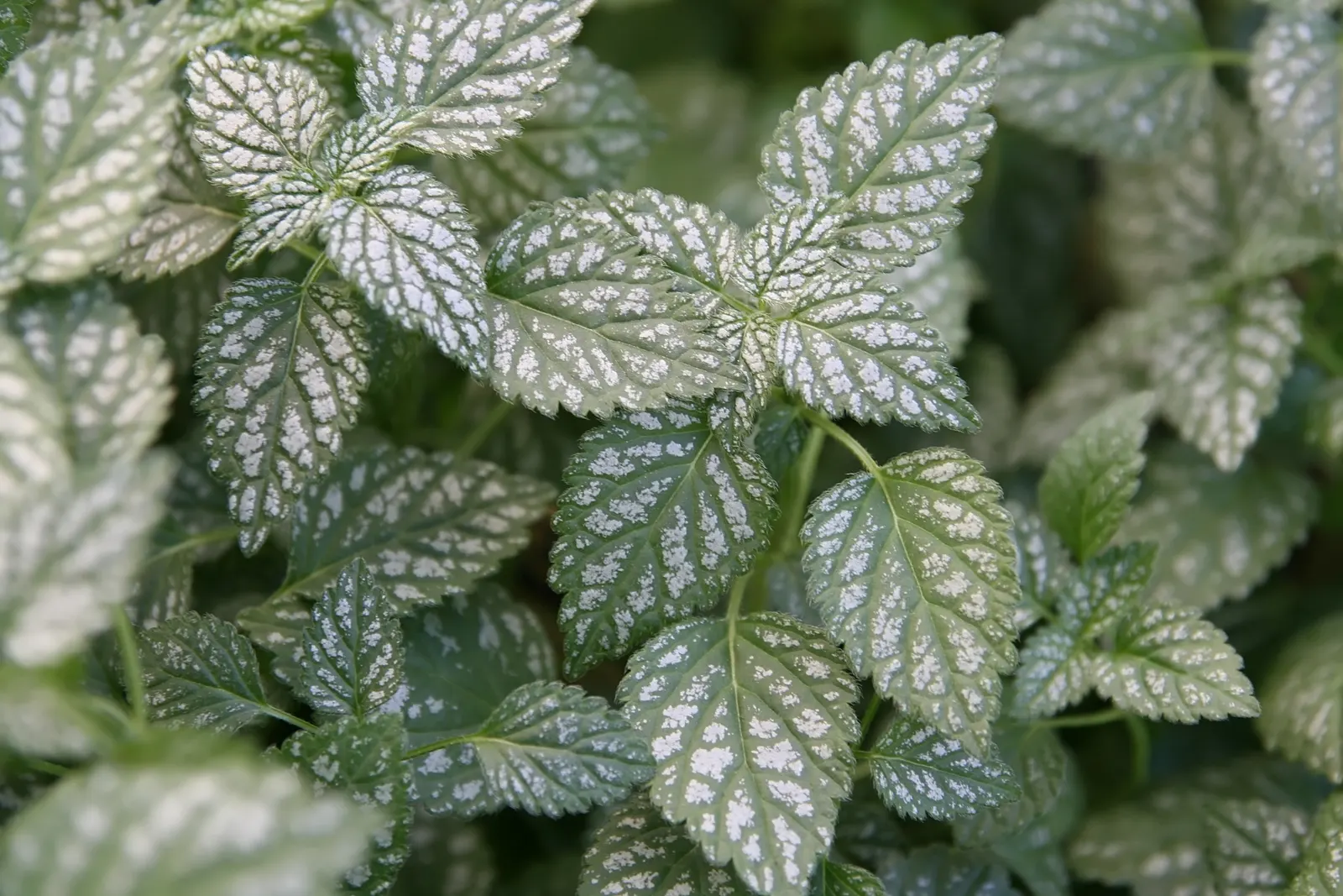 Silver Archangel (Lamiastrum 'Hermans Pride') — This low-growing plant typically reaches 10-12 inches tall and spreads 18-24 inches wide