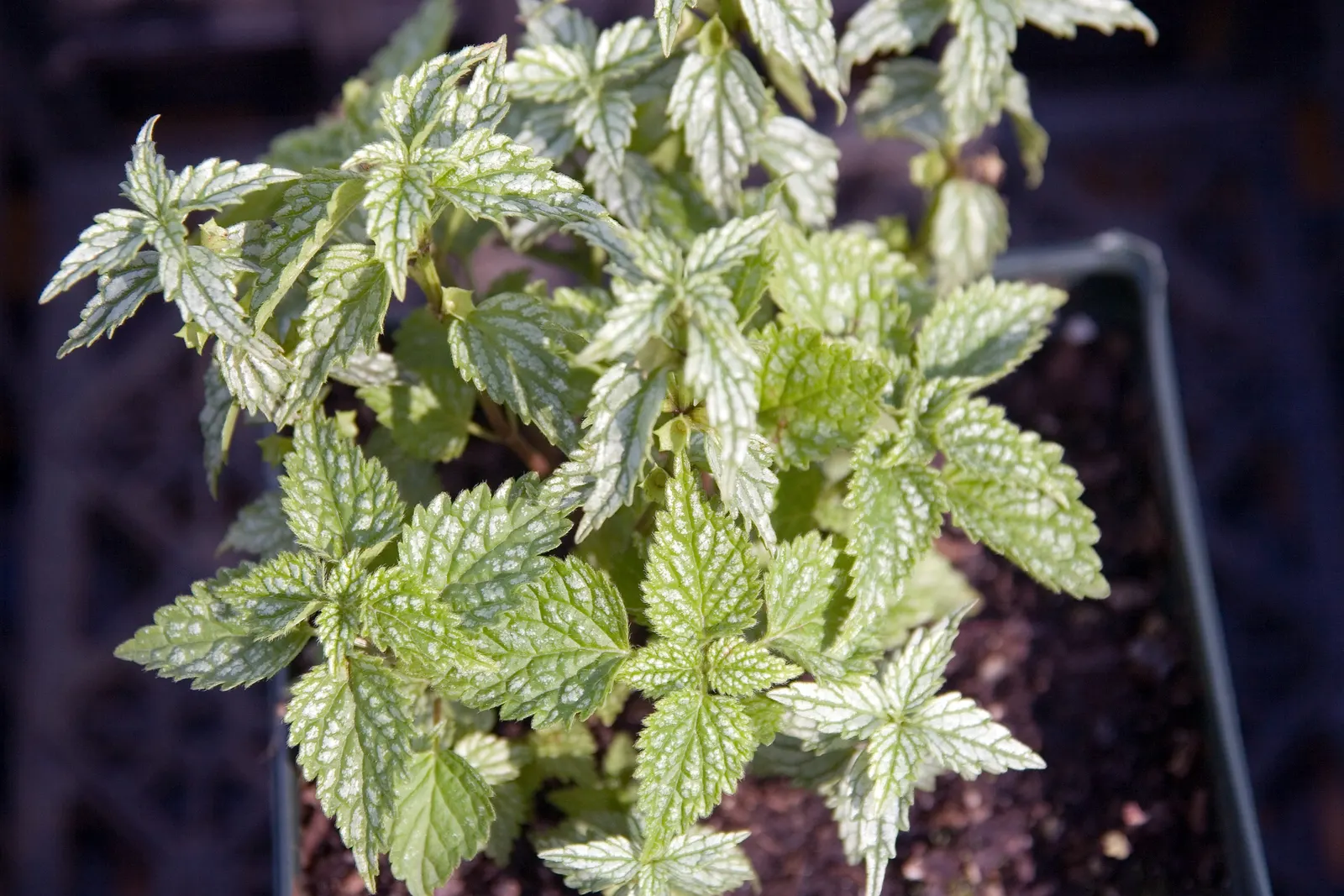 Silver Archangel (Lamiastrum 'Hermans Pride') — In late spring, delicate yellow flowers emerge, adding a splash of color