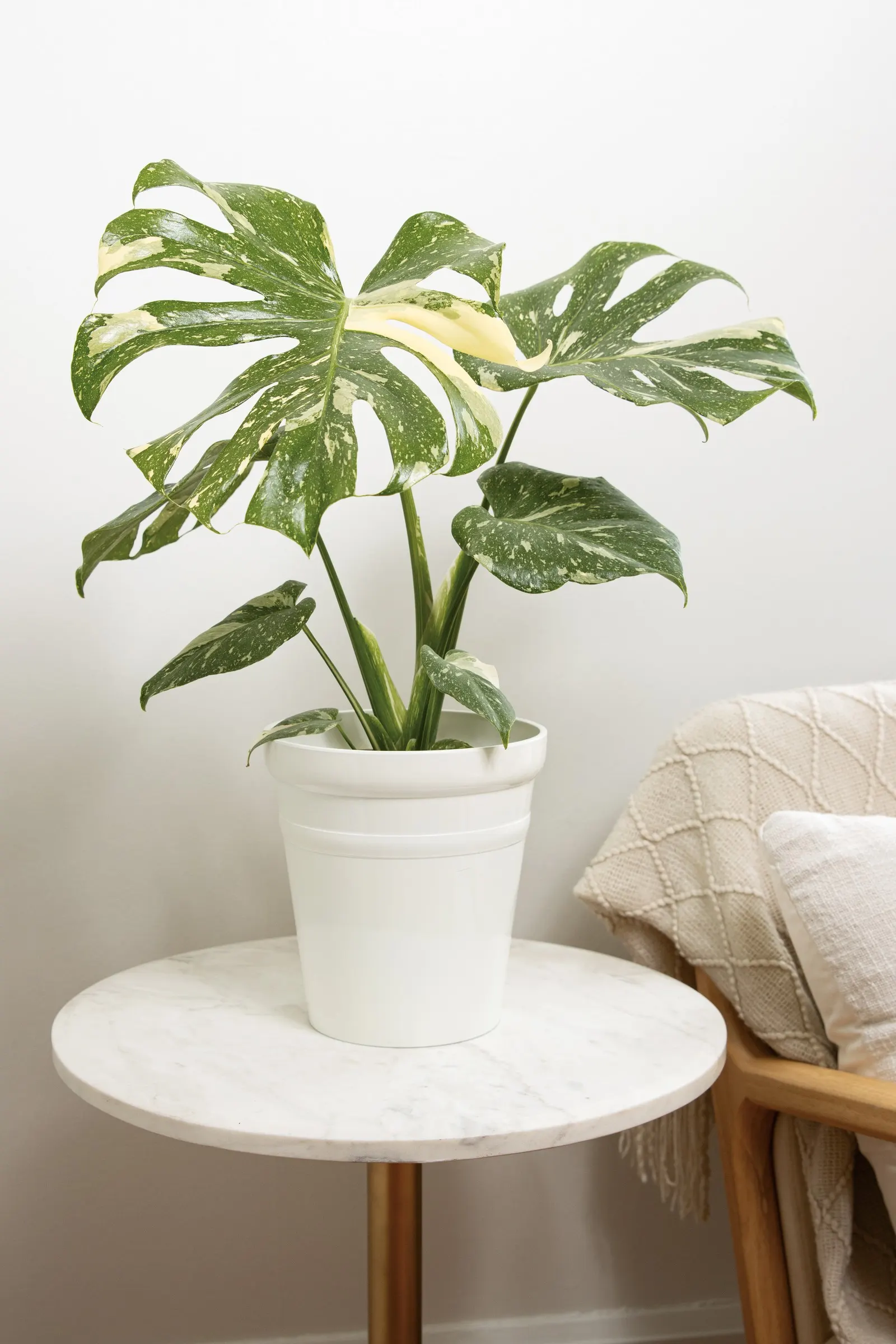 Spotsylvania™ Thai Constellation (Monstera deliciosa) — is a climbing houseplant with glossy green leaves splashed in creamy white speckling and bold