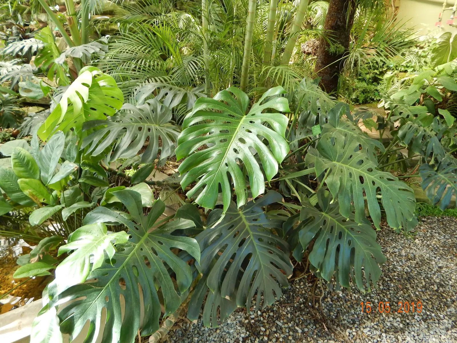 Spotsylvania™ Thai Constellation (Monstera deliciosa) — Hardy in USDA Zones 10-12