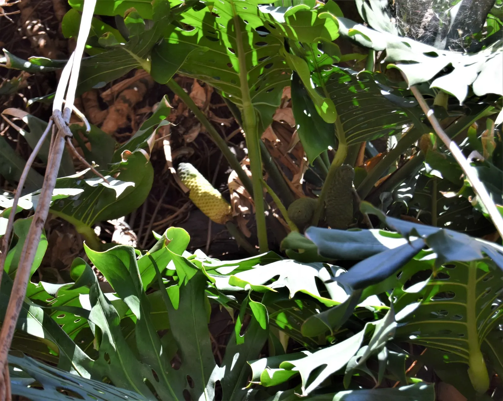 Spotsylvania™ Thai Constellation (Monstera deliciosa) — commonly referred to as Spotsylvania™ Thai Constellation