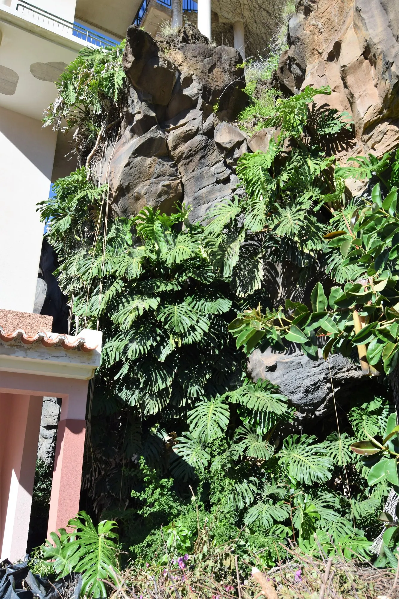 Spotsylvania™ Thai Constellation (Monstera deliciosa) — Grow in low to medium light