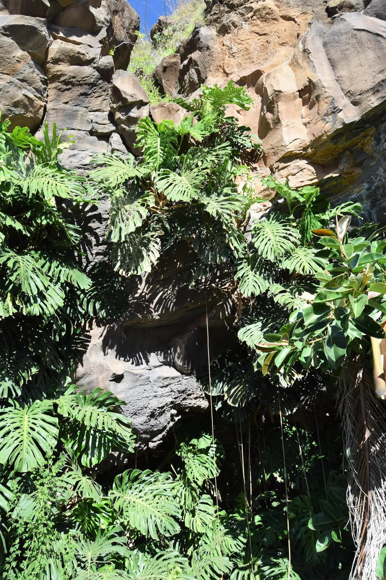Spotsylvania™ Thai Constellation (Monstera deliciosa) — glossy green leaves that mature with characteristic fenestrations—overlaid with creamy white speckling