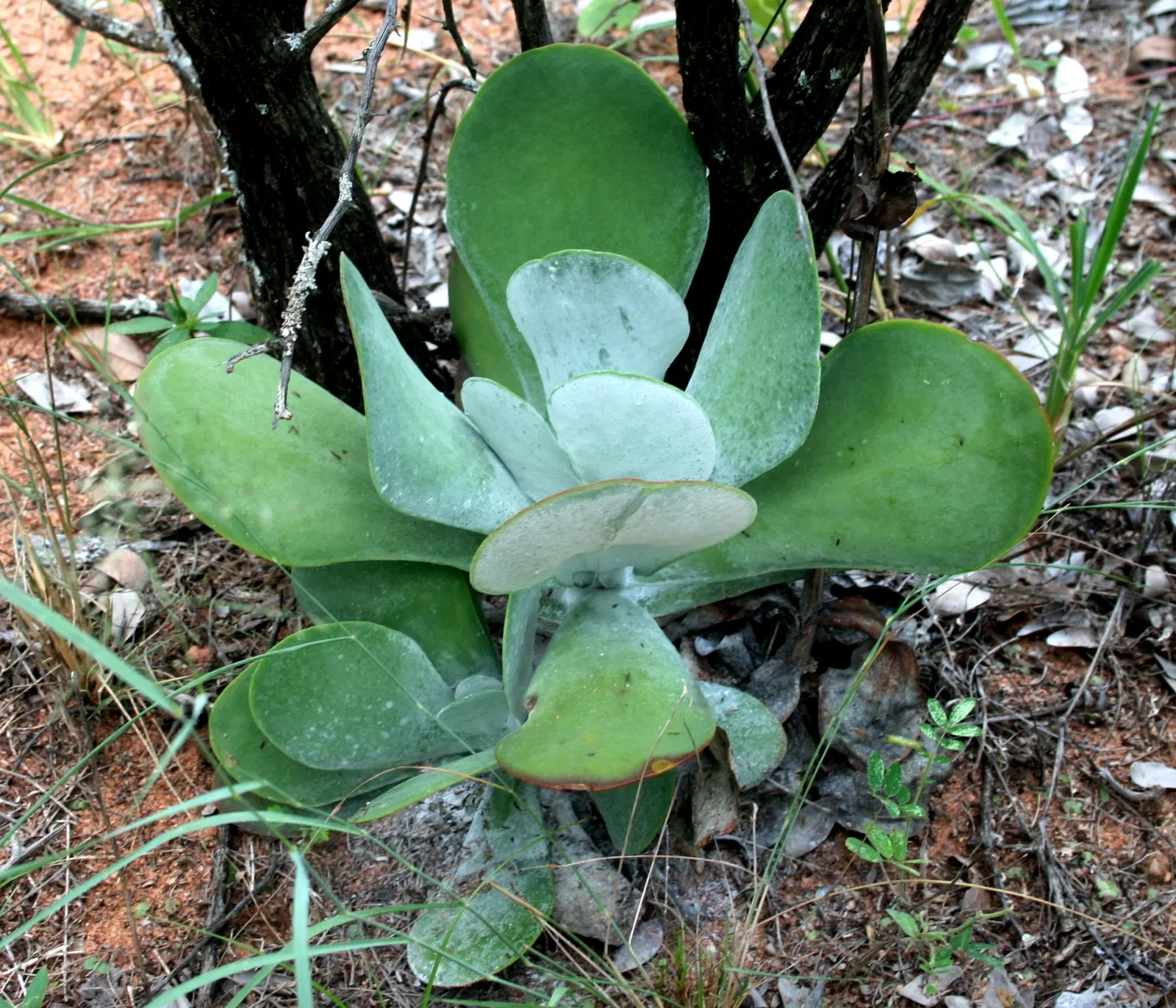 Pig's Ear (Cotyledon Orbiculata Var. Oblonga) — Place the Chalk Fingers in a site with full sunlight to partial shade