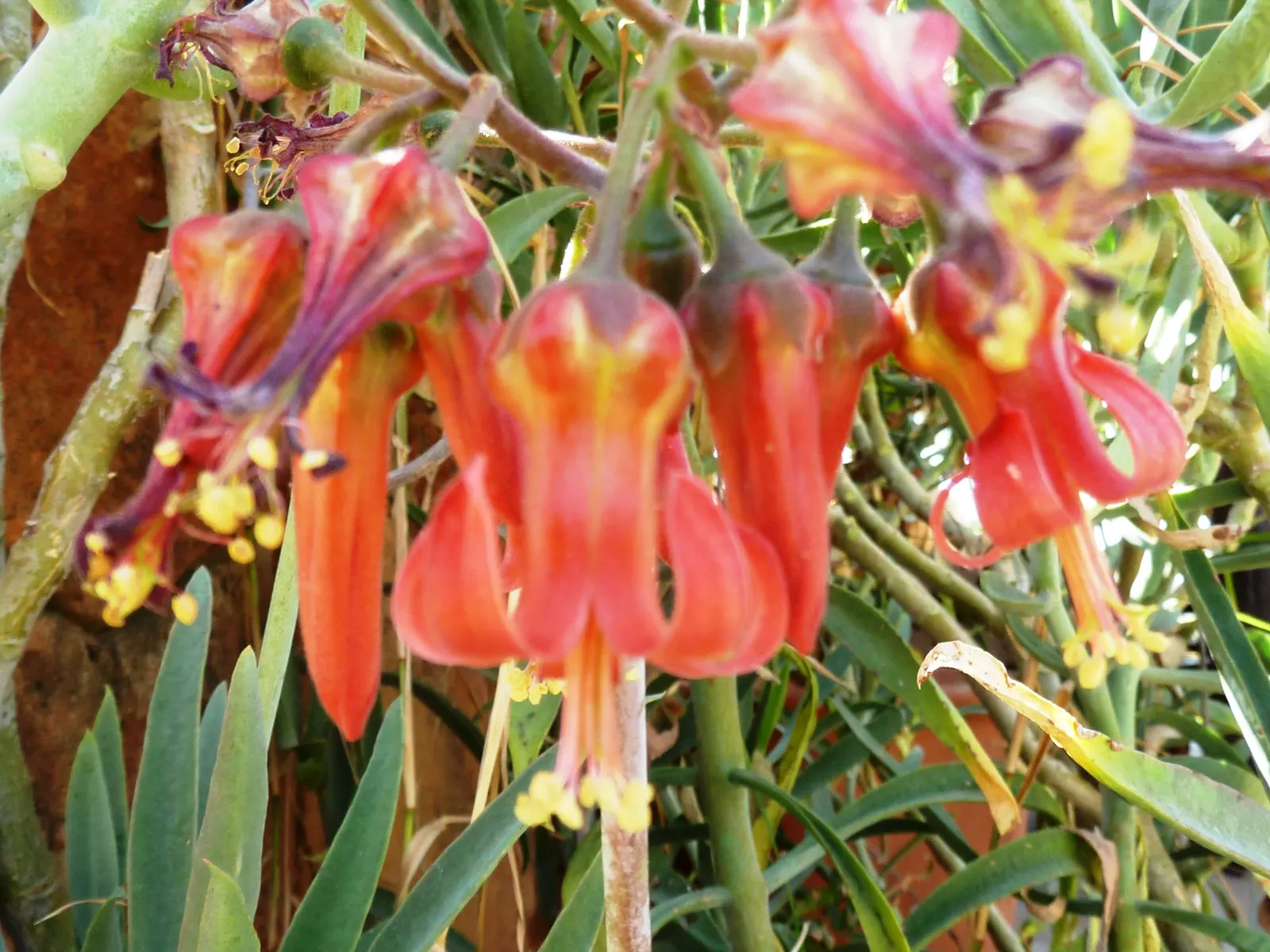 Pig's Ear (Cotyledon Orbiculata Var. Oblonga) — This South African native is characterized by its elongated