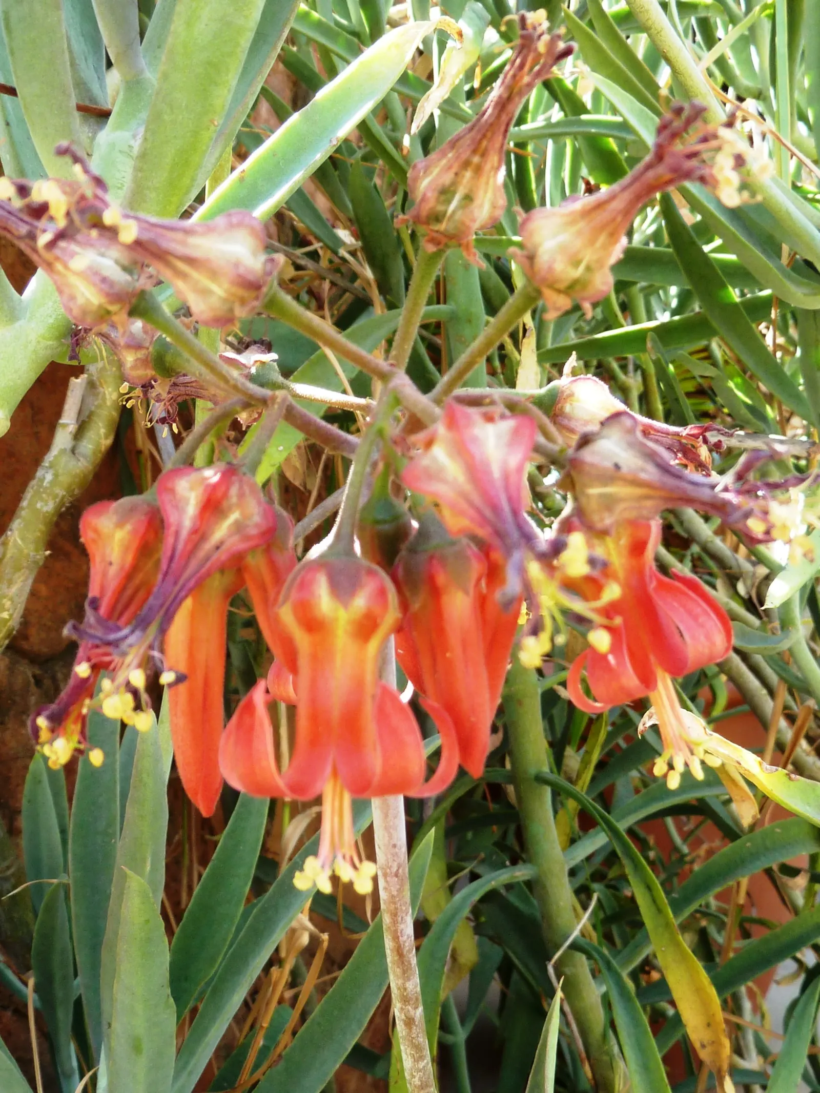 Pig's Ear (Cotyledon Orbiculata Var. Oblonga) — commonly referred to as Chalk Fingers