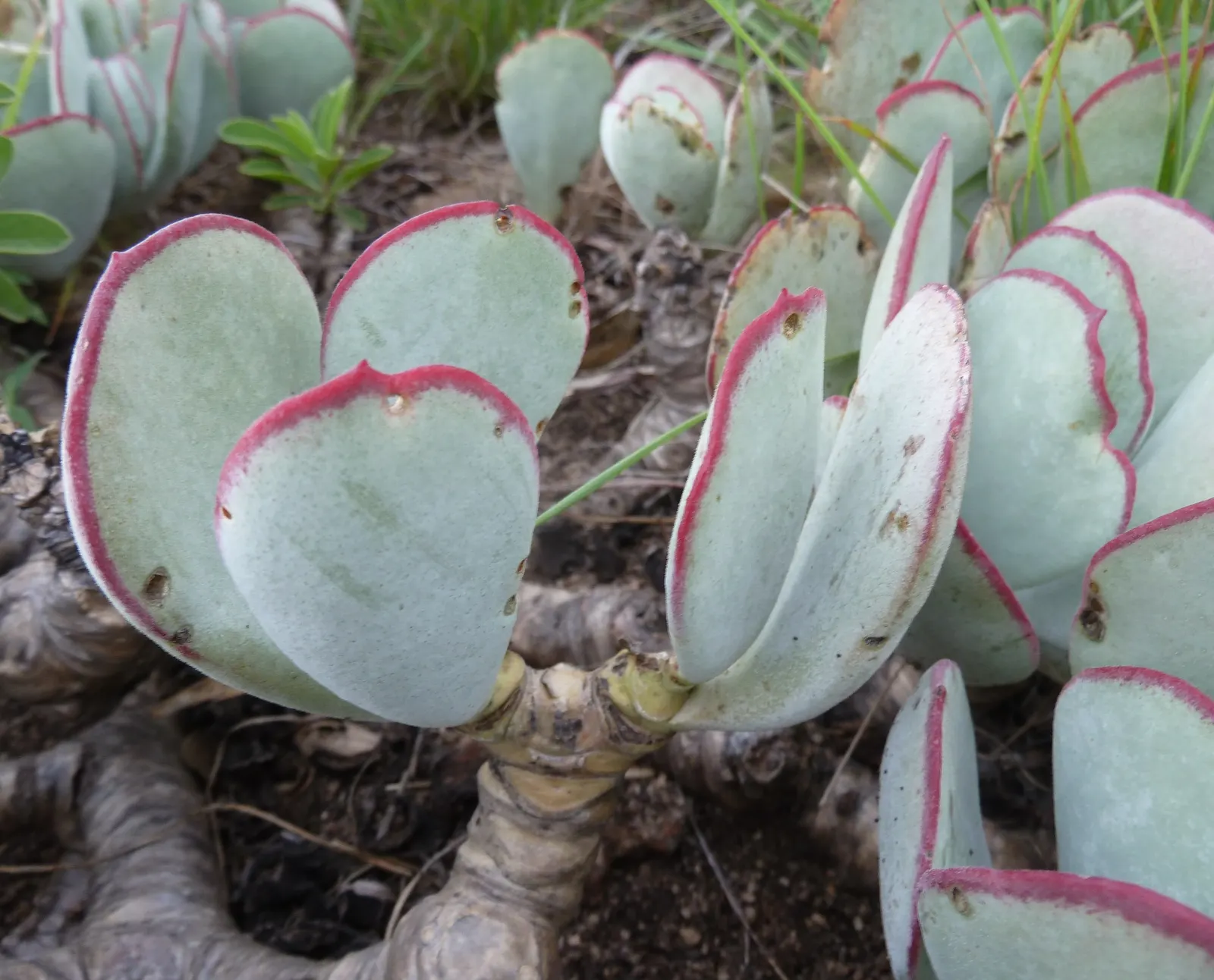 Pig's Ear (Cotyledon Orbiculata Var. Oblonga) — with a preference for at least 6 hours of sun per day