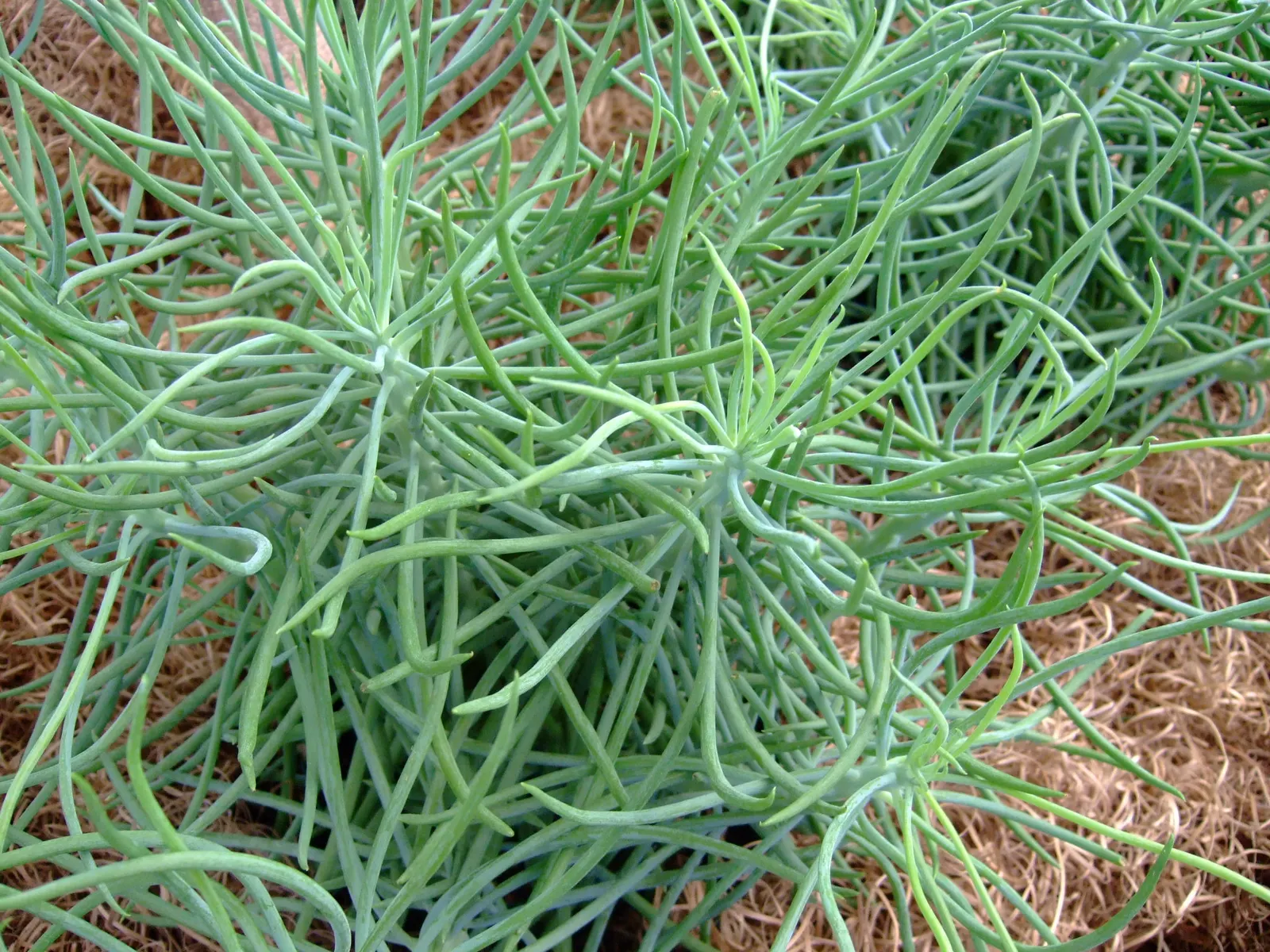 Pig's Ear (Cotyledon Orbiculata Var. Oblonga) — grey-green succulent leaves coated in a powdery bloom