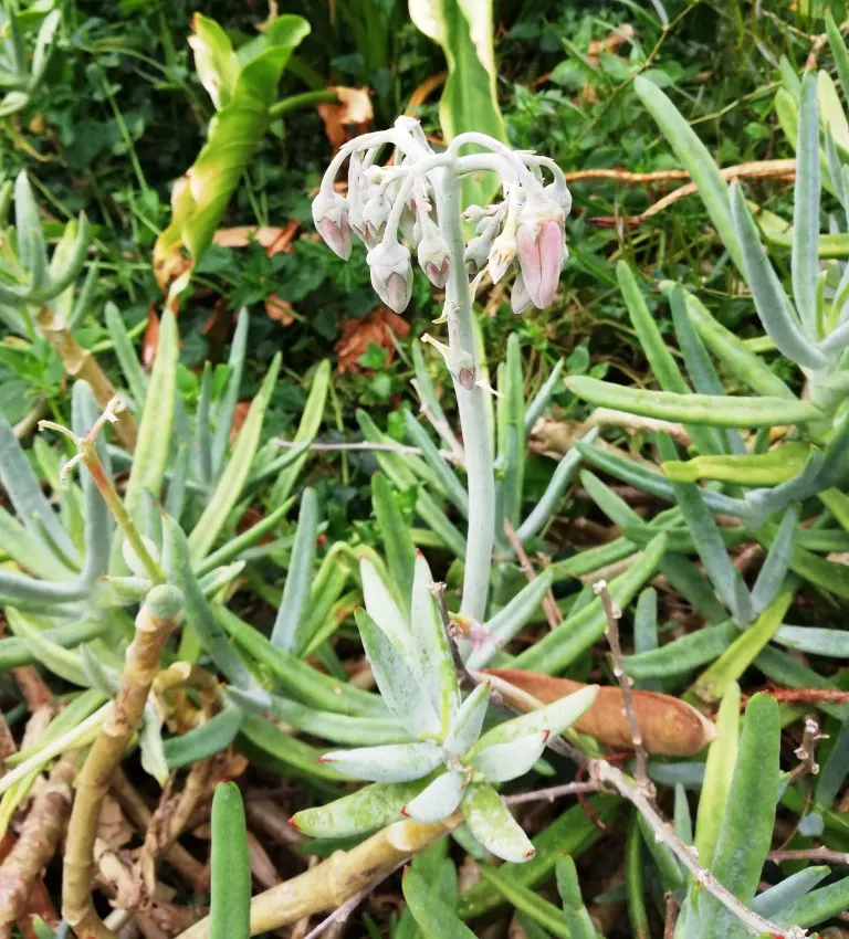 Pig's Ear (Cotyledon Orbiculata Var. Oblonga) — finger-like leaves with a powdery