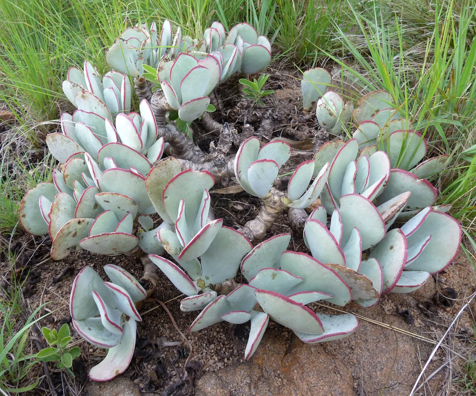 Pig's Ear (Cotyledon Orbiculata Var. Oblonga) — It thrives in USDA hardiness zones 9-11 and prefers well-drained soil to prevent root rot
