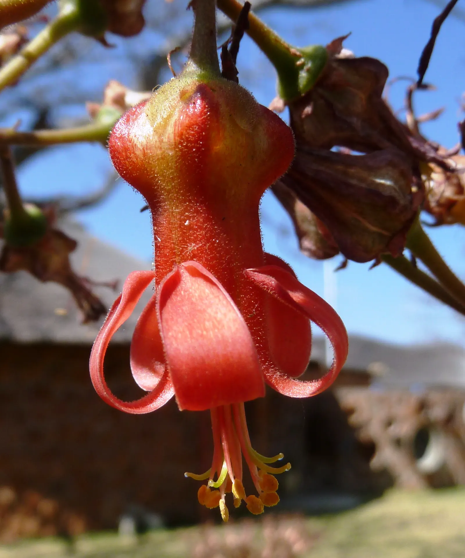 Pig's Ear (Cotyledon Orbiculata Var. Oblonga) — Chalk Fingers can be an eye-catching addition to rock gardens