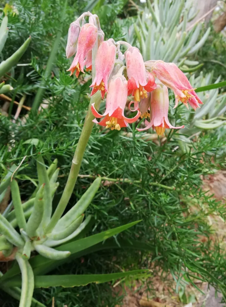 Pig's Ear (Cotyledon Orbiculata Var. Oblonga) — silvery-blue coating that imbues a soft chalky appearance