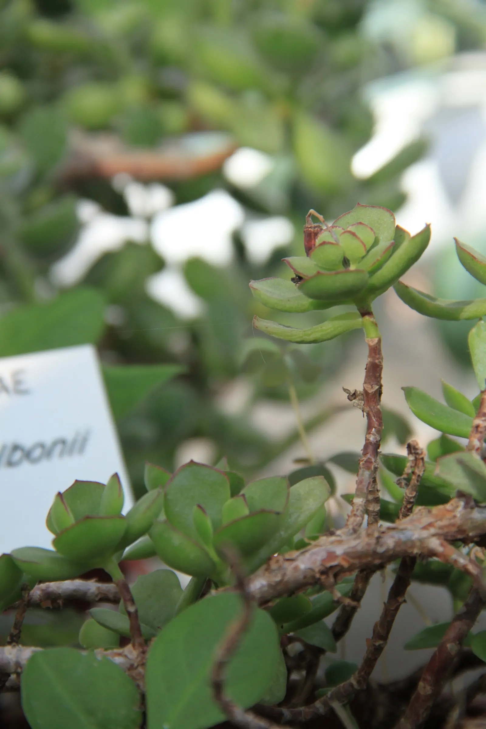 Pig's Ear (Cotyledon Orbiculata Var. Oblonga) — to ensure healthy growth and maintain its vibrant foliage color.<br><br>Being a low-maintenance plant