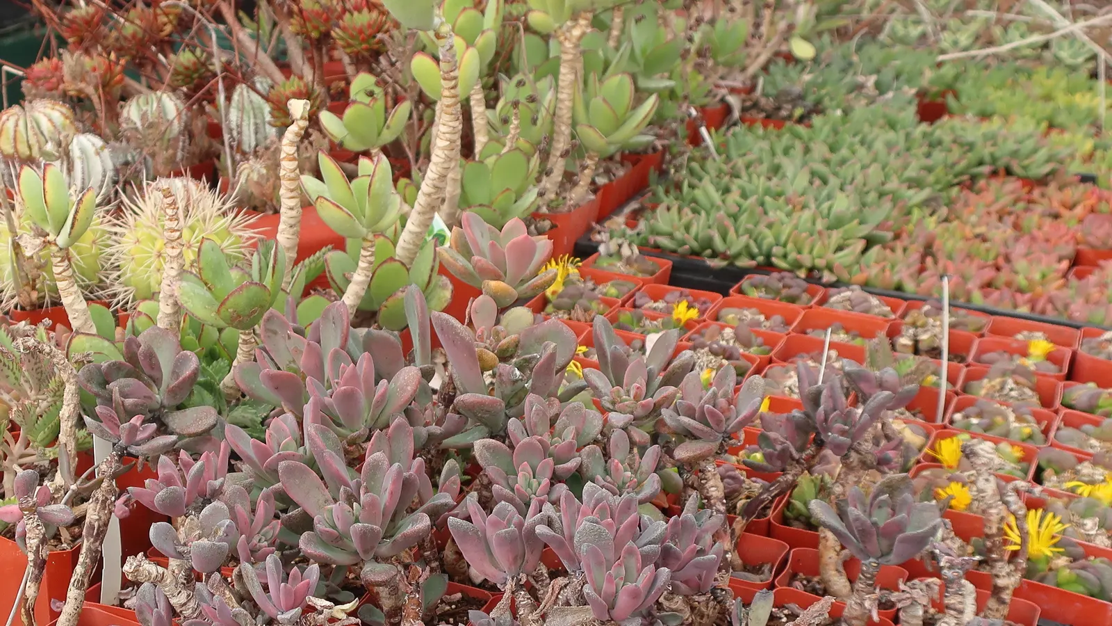 Pig's Ear (Cotyledon Orbiculata Var. Oblonga) — thriving in full sun to partial shade