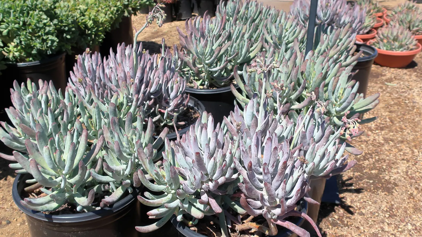 Pig's Ear (Cotyledon Orbiculata Var. Oblonga) — easy-care element with a striking silhouette and tactile appeal
