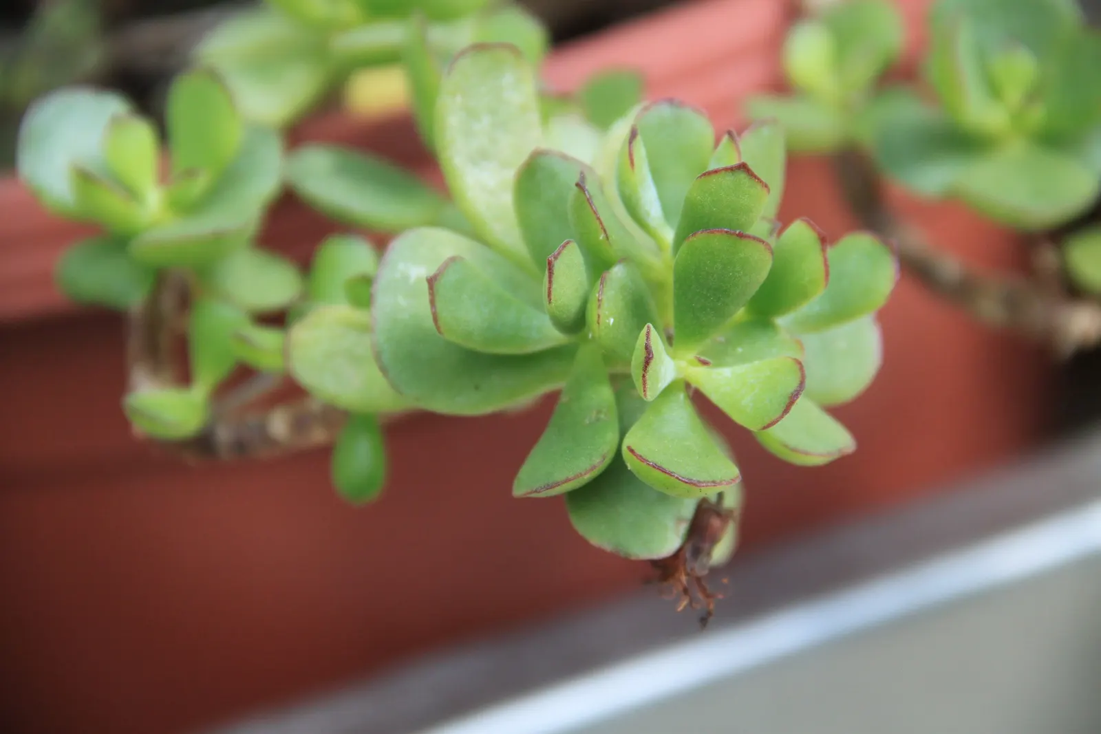 Pig's Ear (Cotyledon Orbiculata Var. Oblonga) — is a distinctive succulent and an excellent choice for adding texture and color to a landscape design