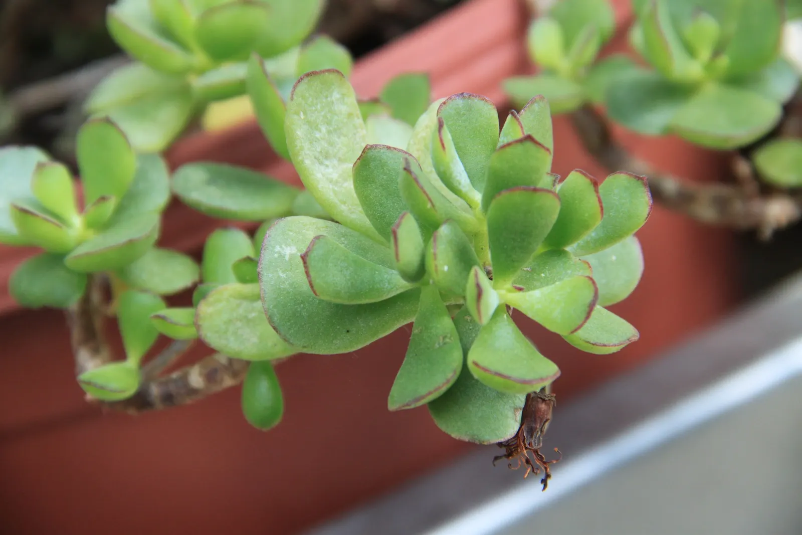 Pig's Ear (Cotyledon Orbiculata Var. Oblonga) — Watering should be done sparingly
