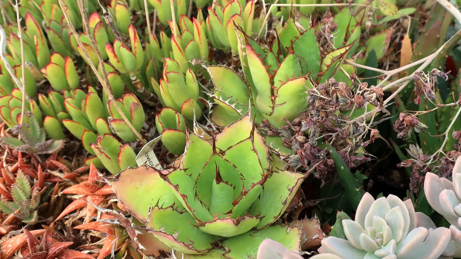 Pig's Ear (Cotyledon Orbiculata Var. Oblonga) — approximating 1 inch of water every other week during the growing season