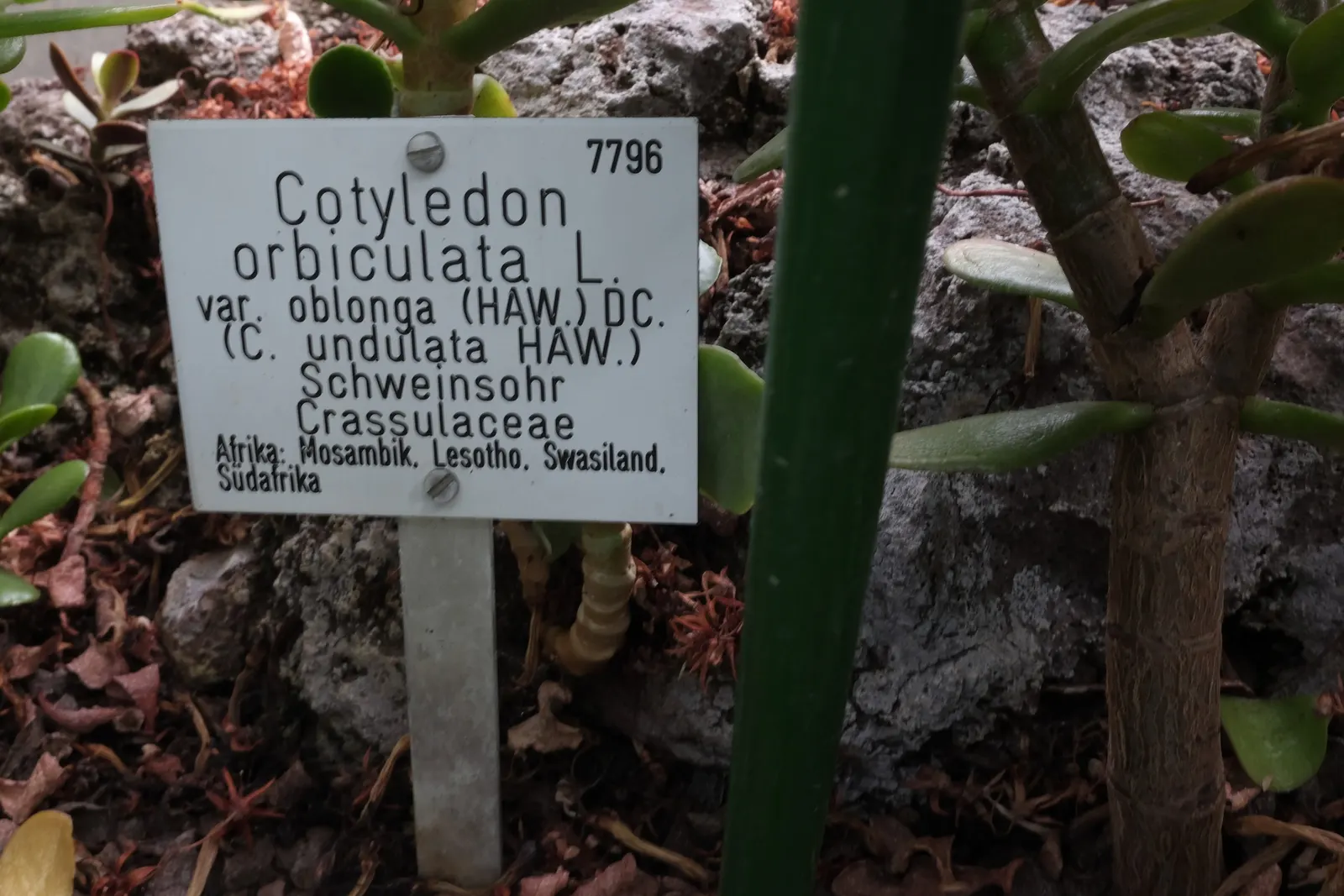 Pig's Ear (Cotyledon Orbiculata Var. Oblonga) — it requires minimal attention once established